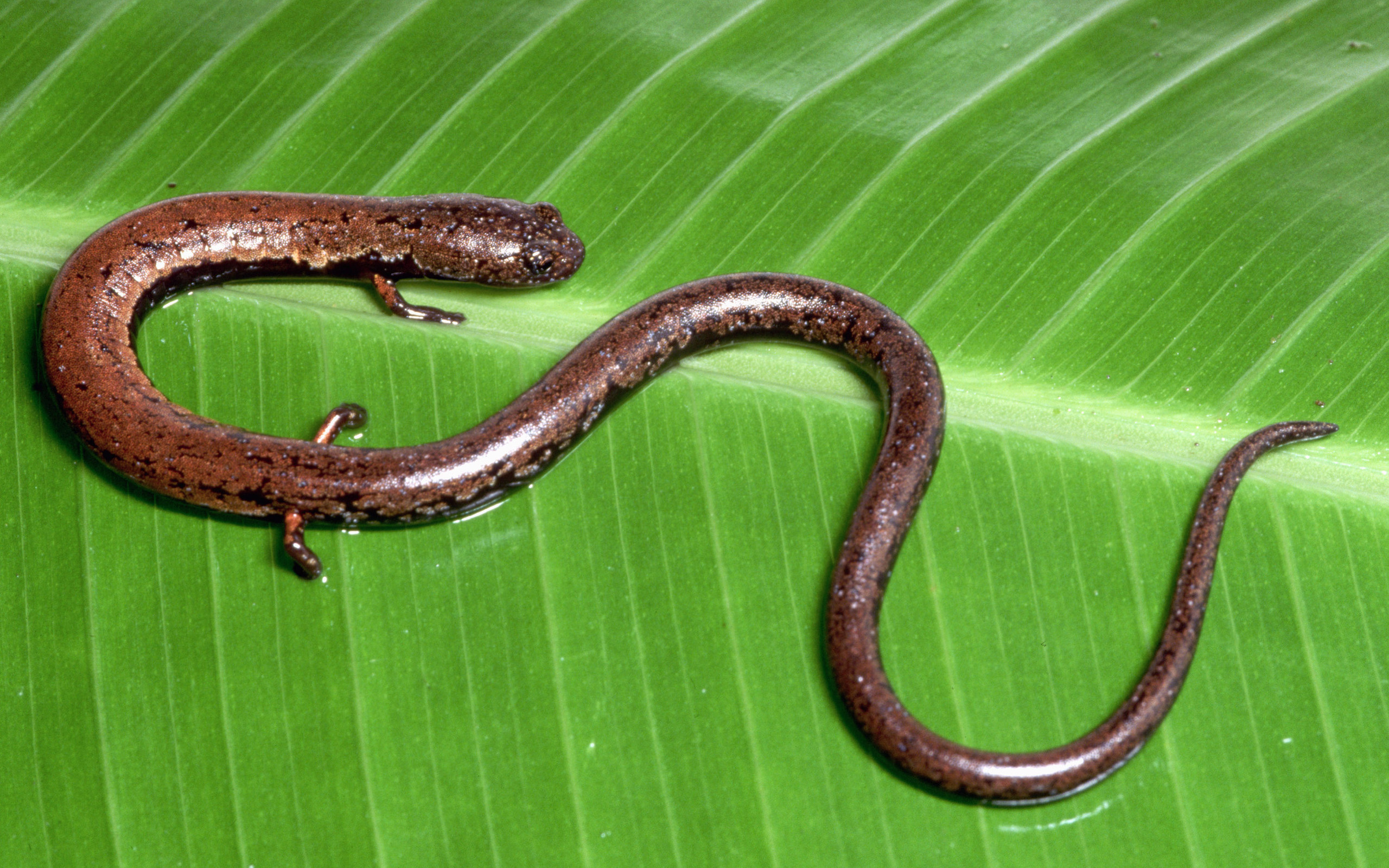 Horizontal Wallpaper Salamander 