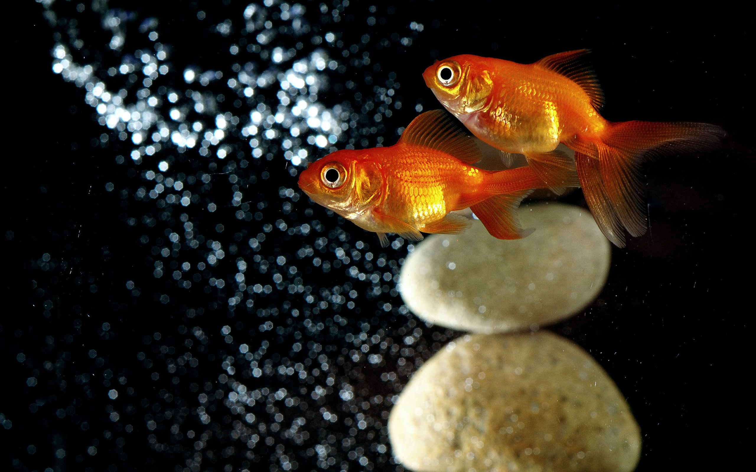goldfish, animal HD wallpaper