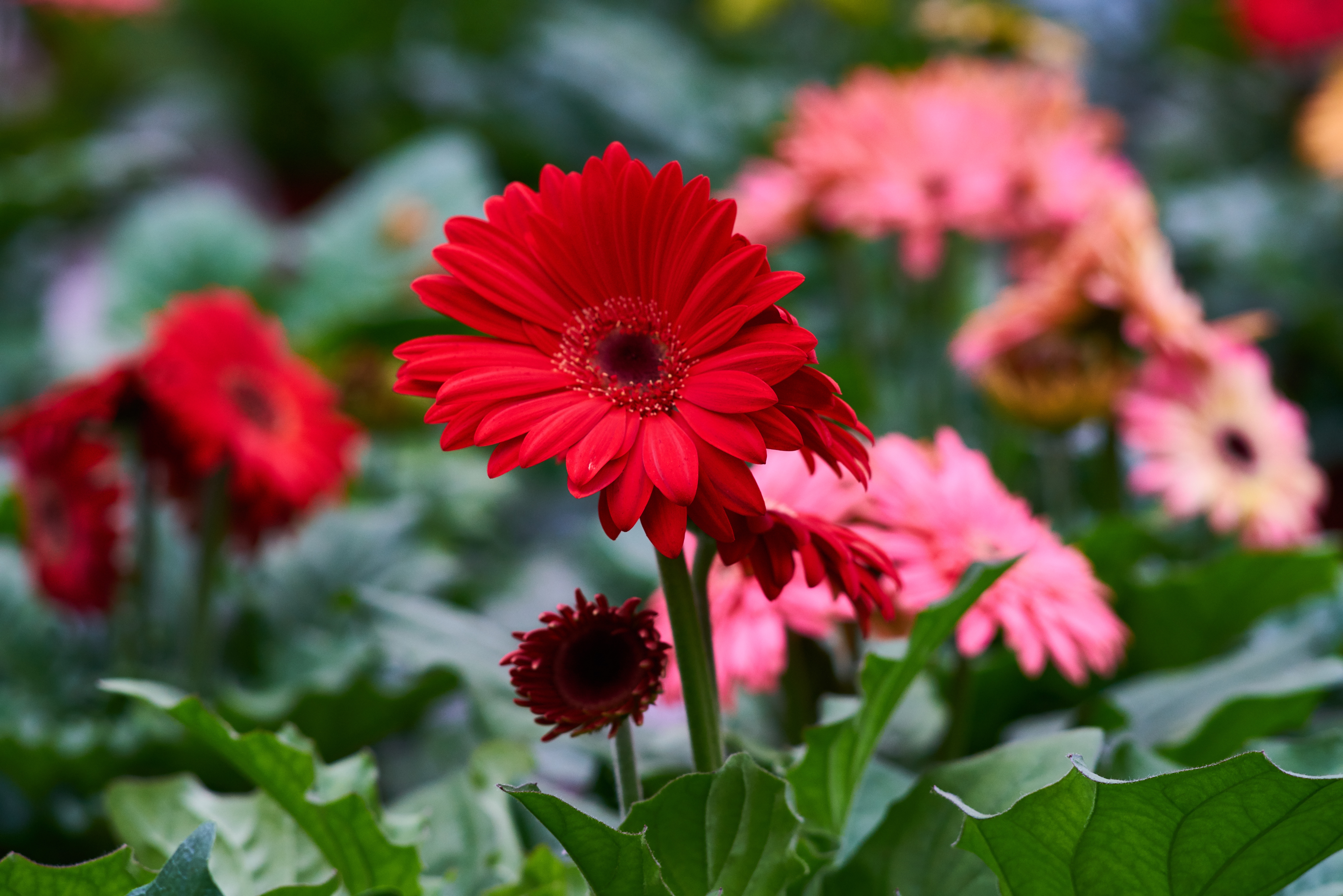 flower, gerbera, flowers, red, flower bed, flowerbed Smartphone Background