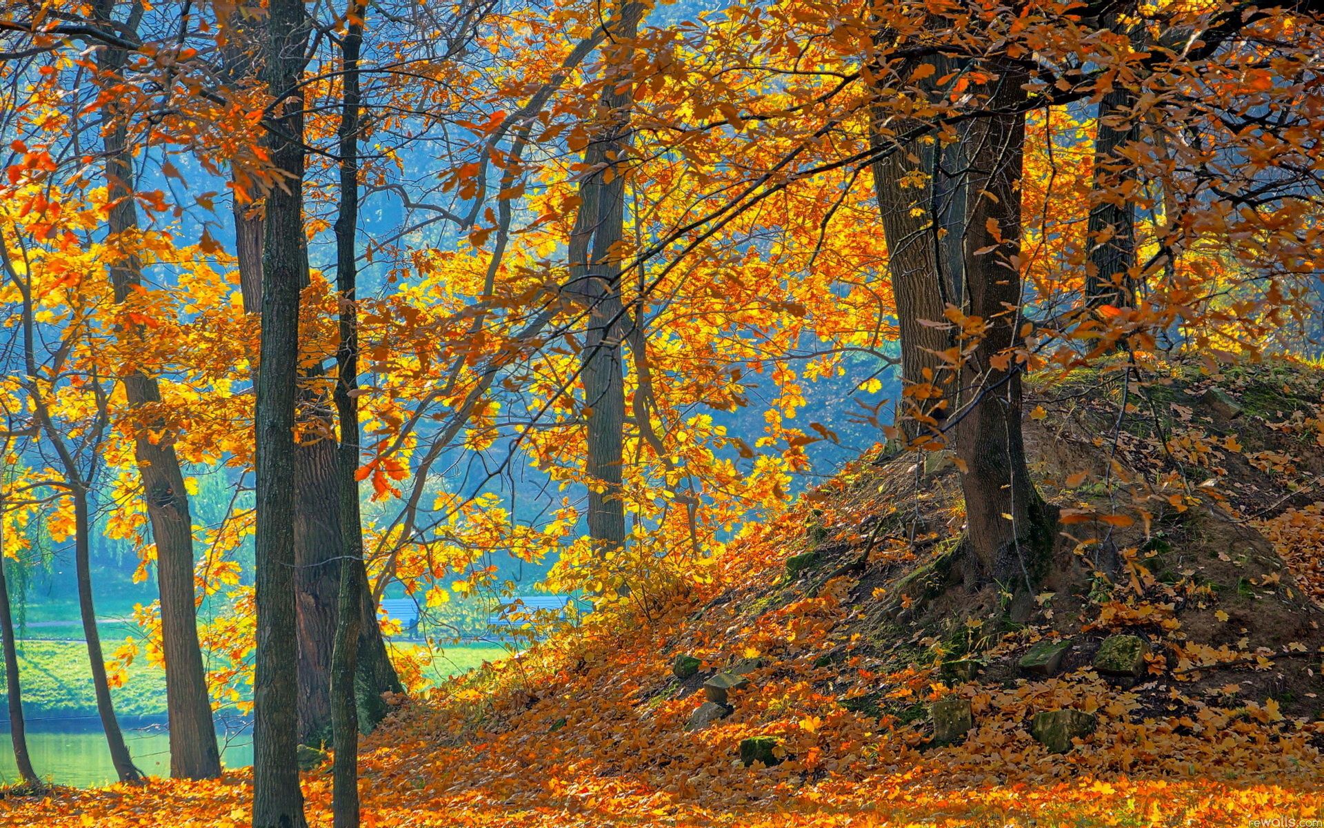 Скачать картинку Деревья, Лес, Листья, Природа, Оранжевый, Голубой, Фон, Осень в телефон бесплатно.