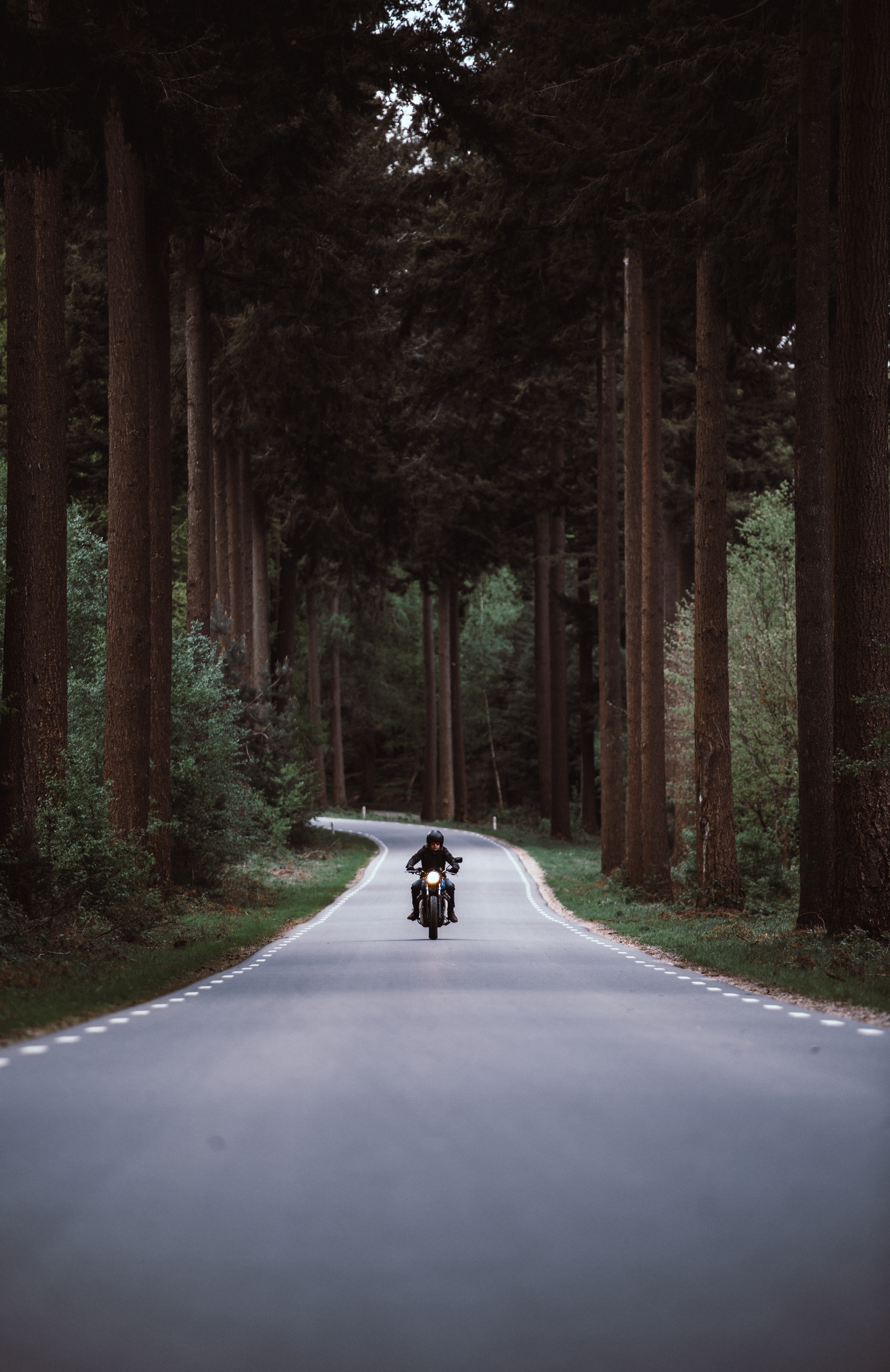121776 télécharger le fond d'écran motocycliste, motocyclette, moto, route, tour, tourner, forêt, circulation, mouvement - économiseurs d'écran et images gratuitement