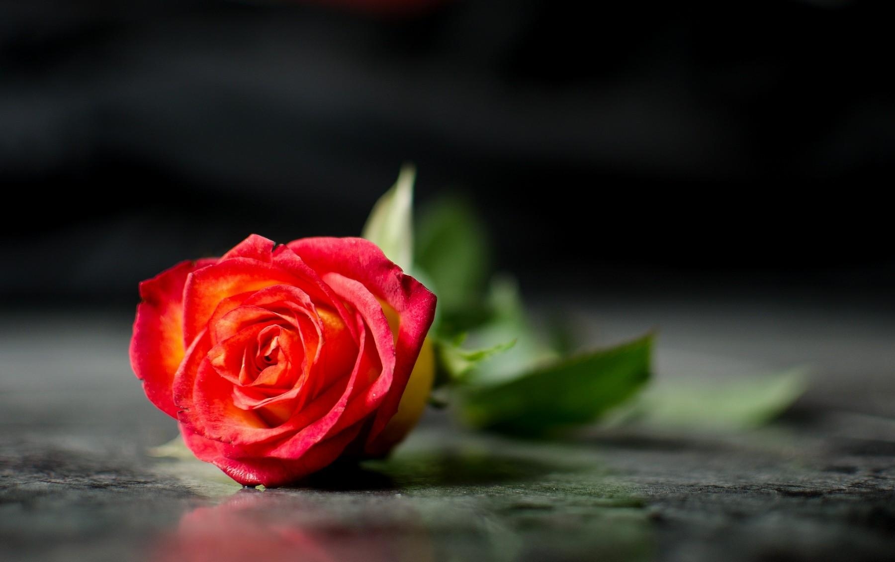 Download mobile wallpaper Loneliness, Lies, Flowers, Smooth, Rose, Flower, Rose Flower, Blur for free.