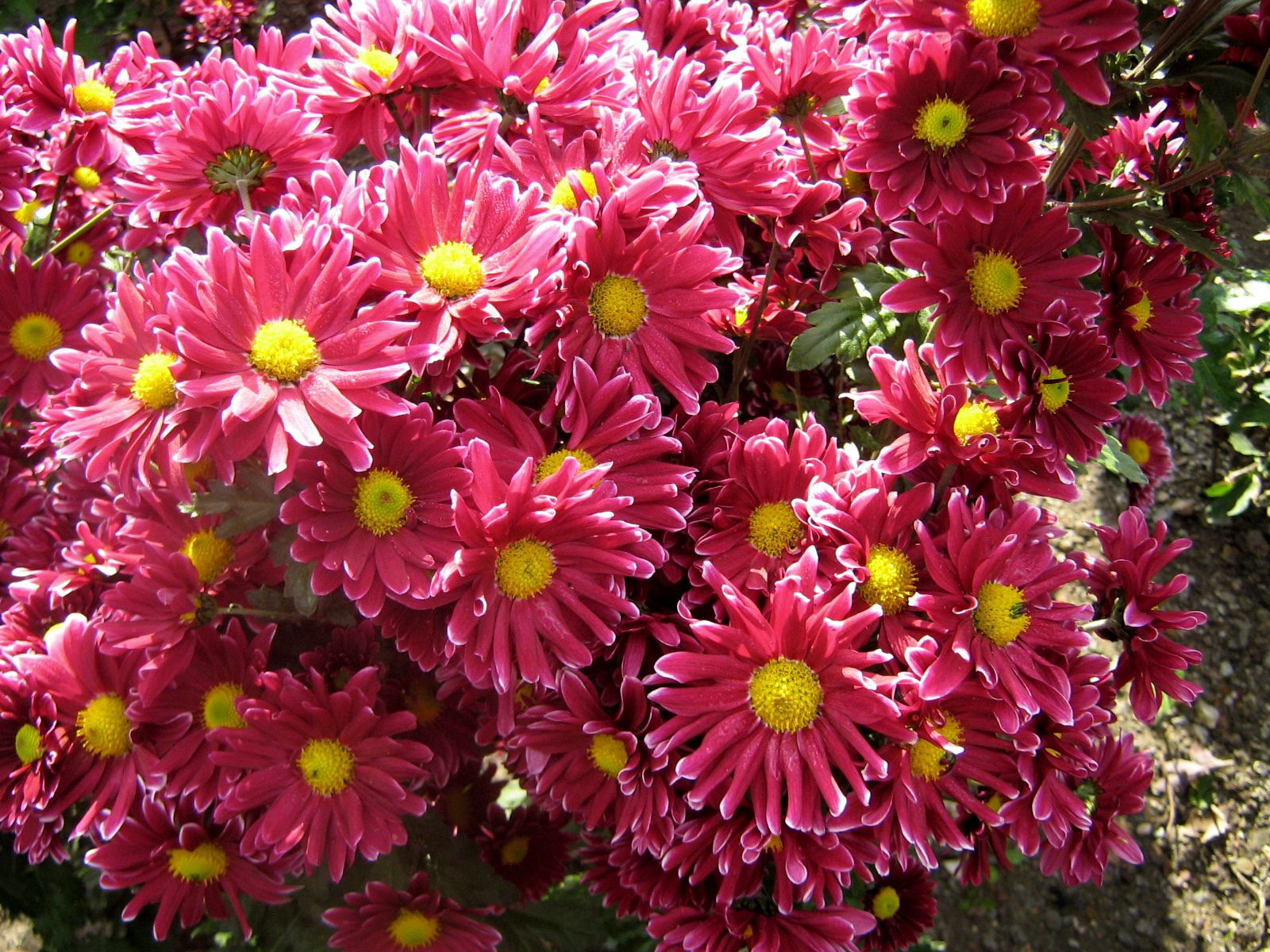 135043 descargar imagen flores, crisantemo, belleza, jardín: fondos de pantalla y protectores de pantalla gratis