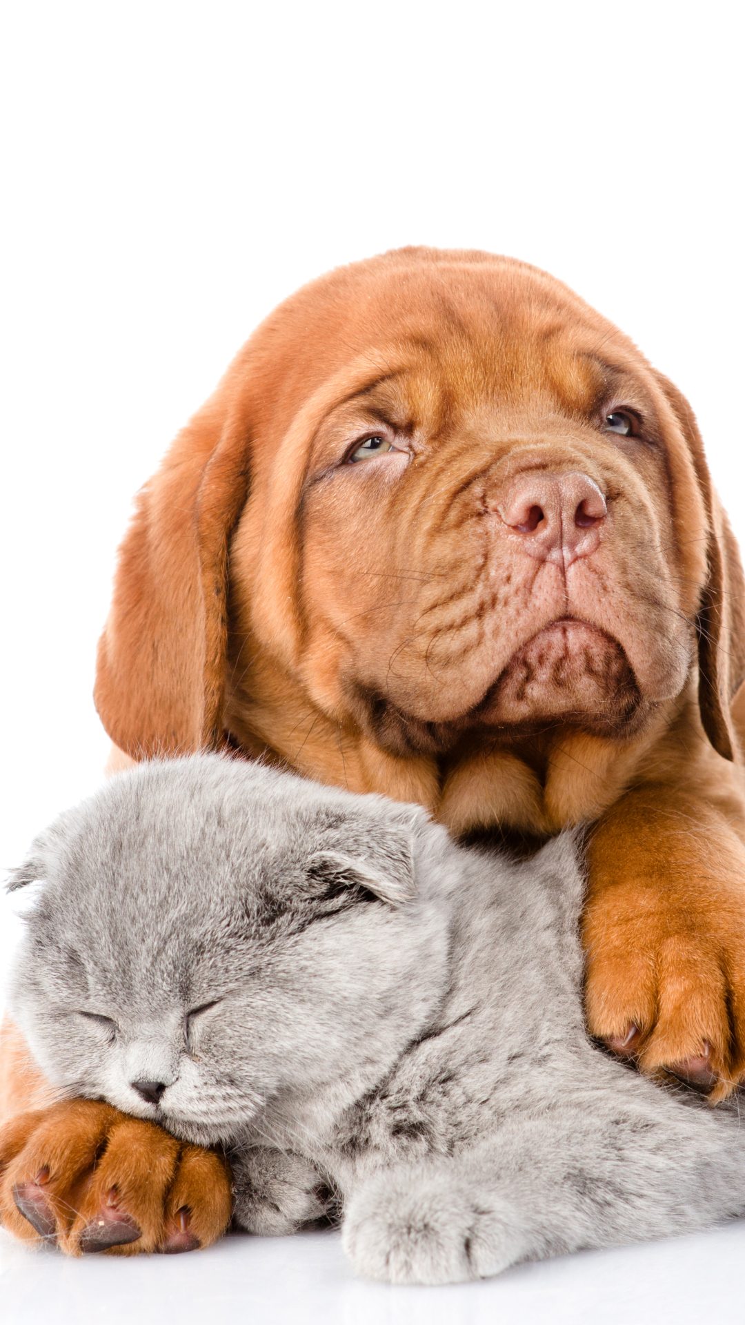 animal, cat & dog, muzzle, sleeping, dogue de bordeaux, cat, dog