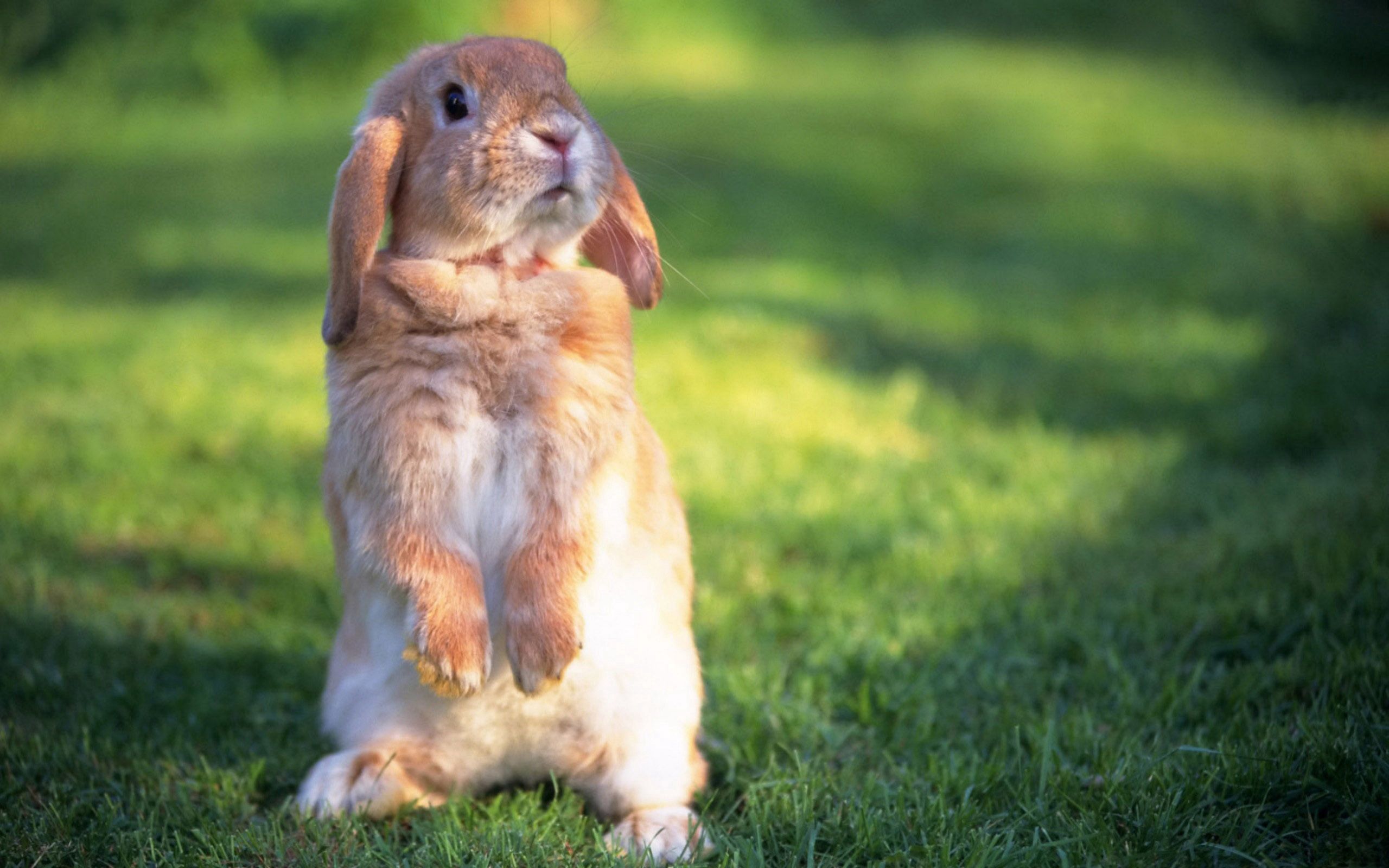Handy-Wallpaper Kaninchen, Tiere, Spaziergang, Schreck, Grass, Bummel kostenlos herunterladen.