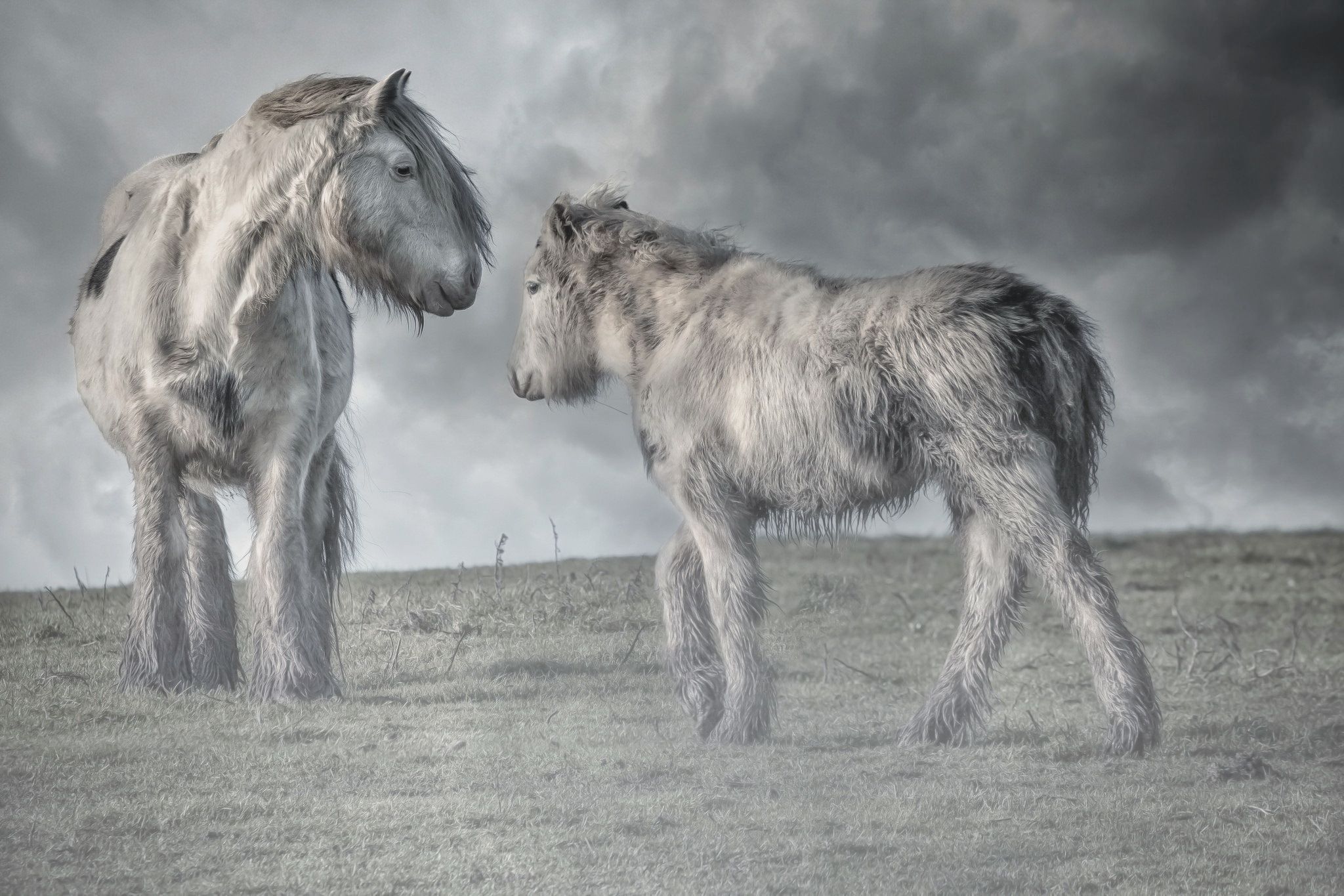 animal, horse, cloud, pony download HD wallpaper