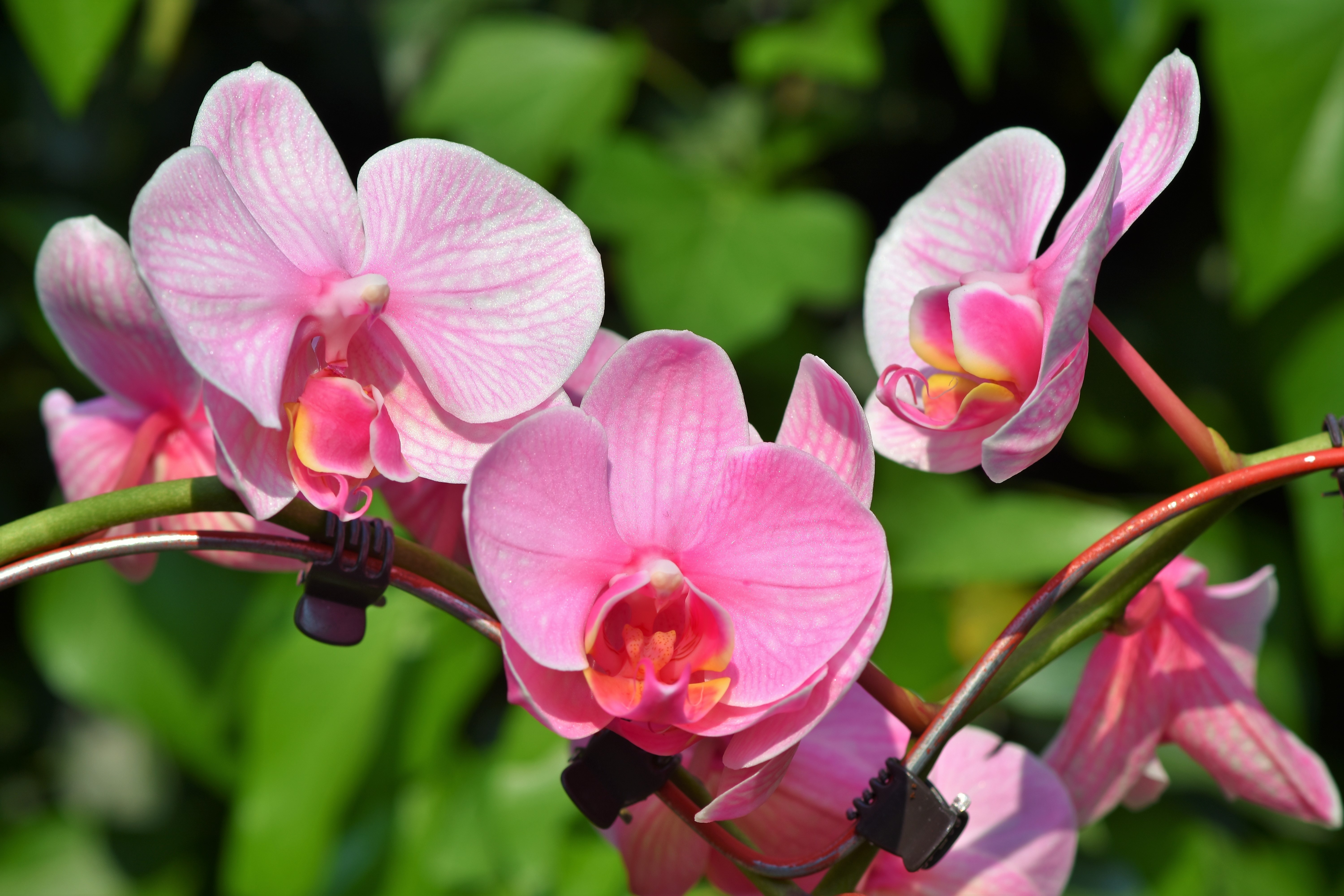 Орхидея Лиодора