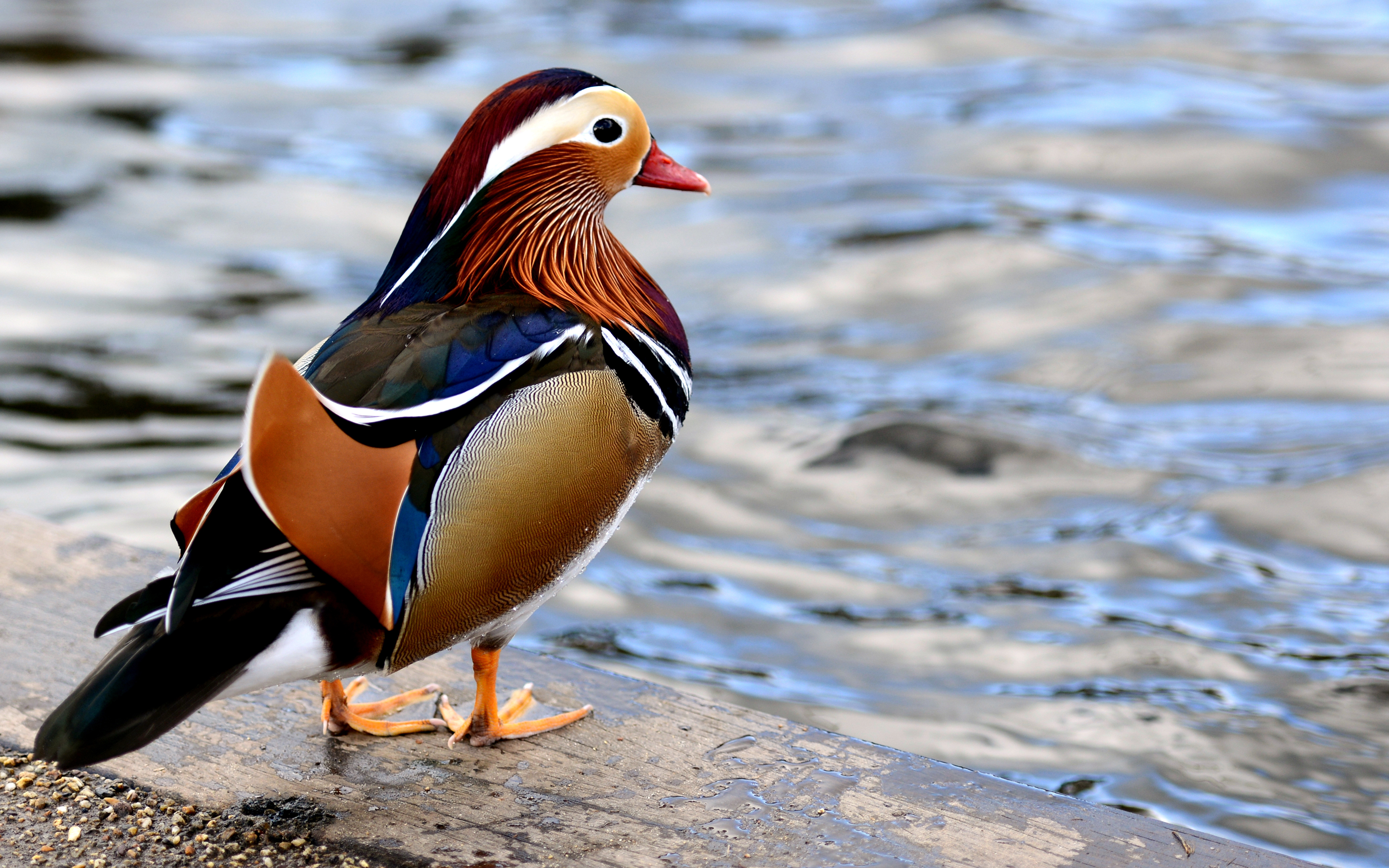 animal, mandarin duck, birds