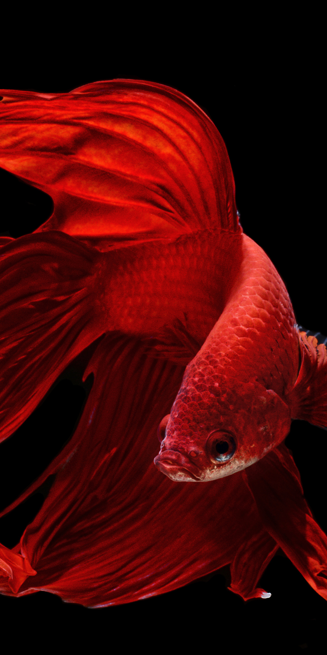 45 Free Tropical Fish iPhone Wallpapers - Wallpaperboat