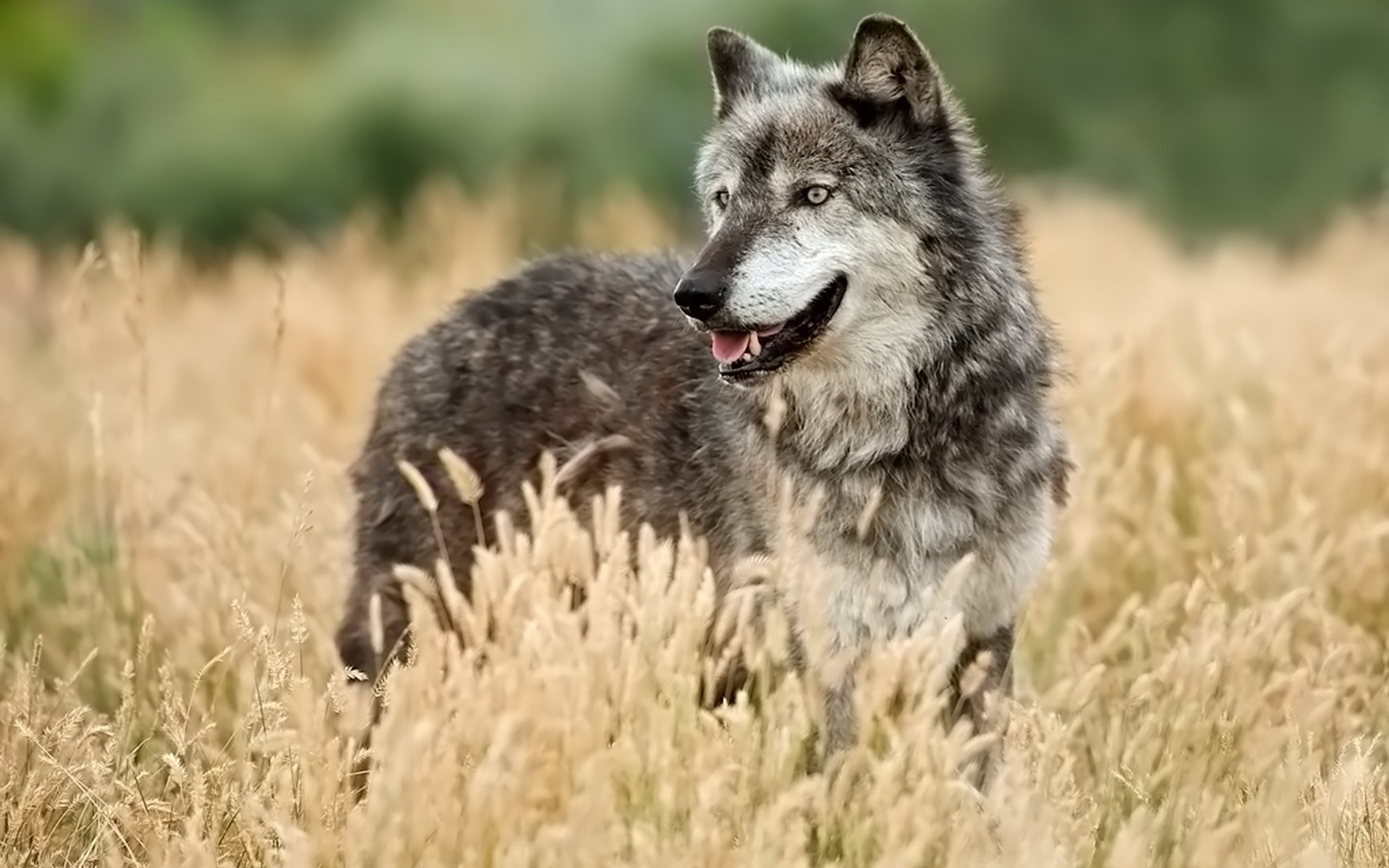 фотография животного волка
