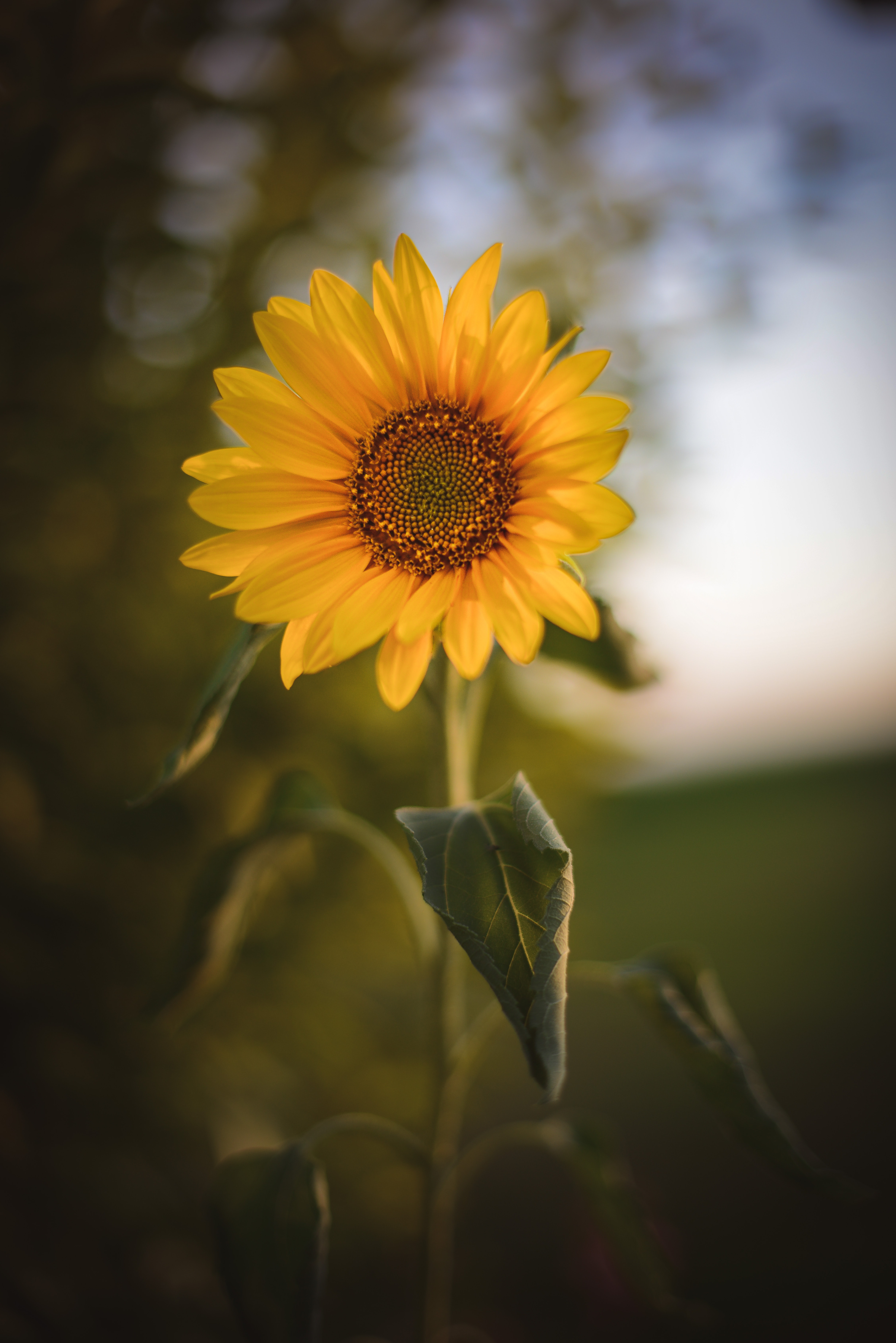 Laden Sie das Blume, Sonnenblume, Pflanze, Blumen-Bild kostenlos auf Ihren PC-Desktop herunter