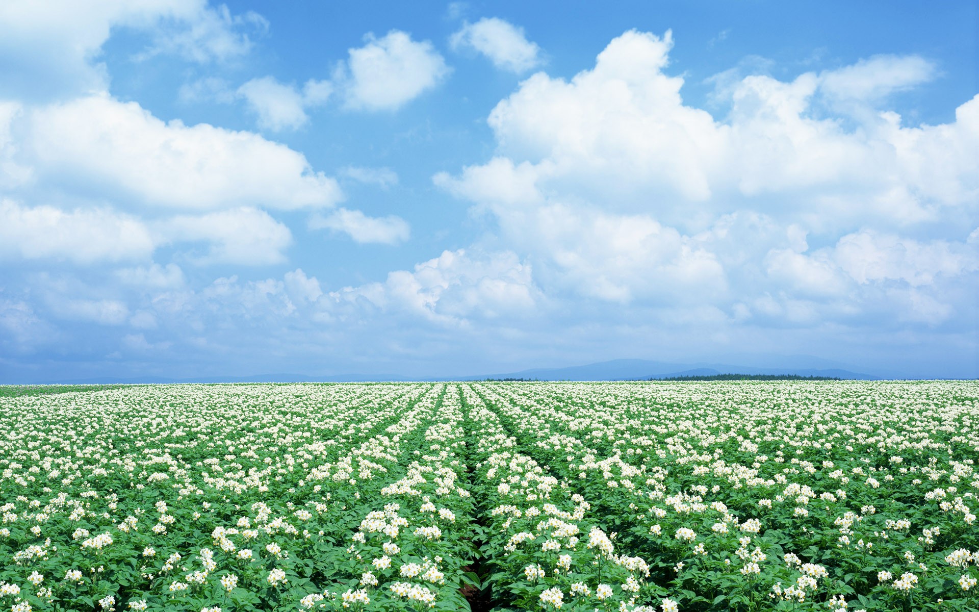 Download mobile wallpaper Nature, Sky, Flower, Earth, Field, Cloud, White Flower for free.