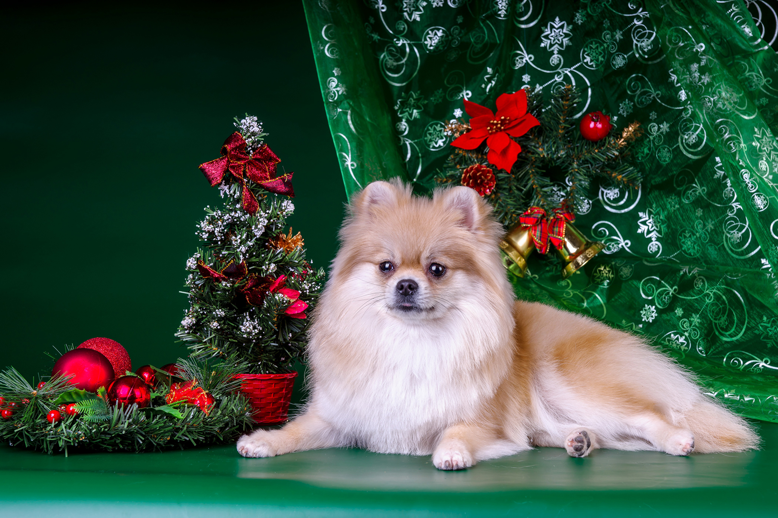 green, animal, pomeranian, christmas tree, christmas, dog, holiday, dogs 8K