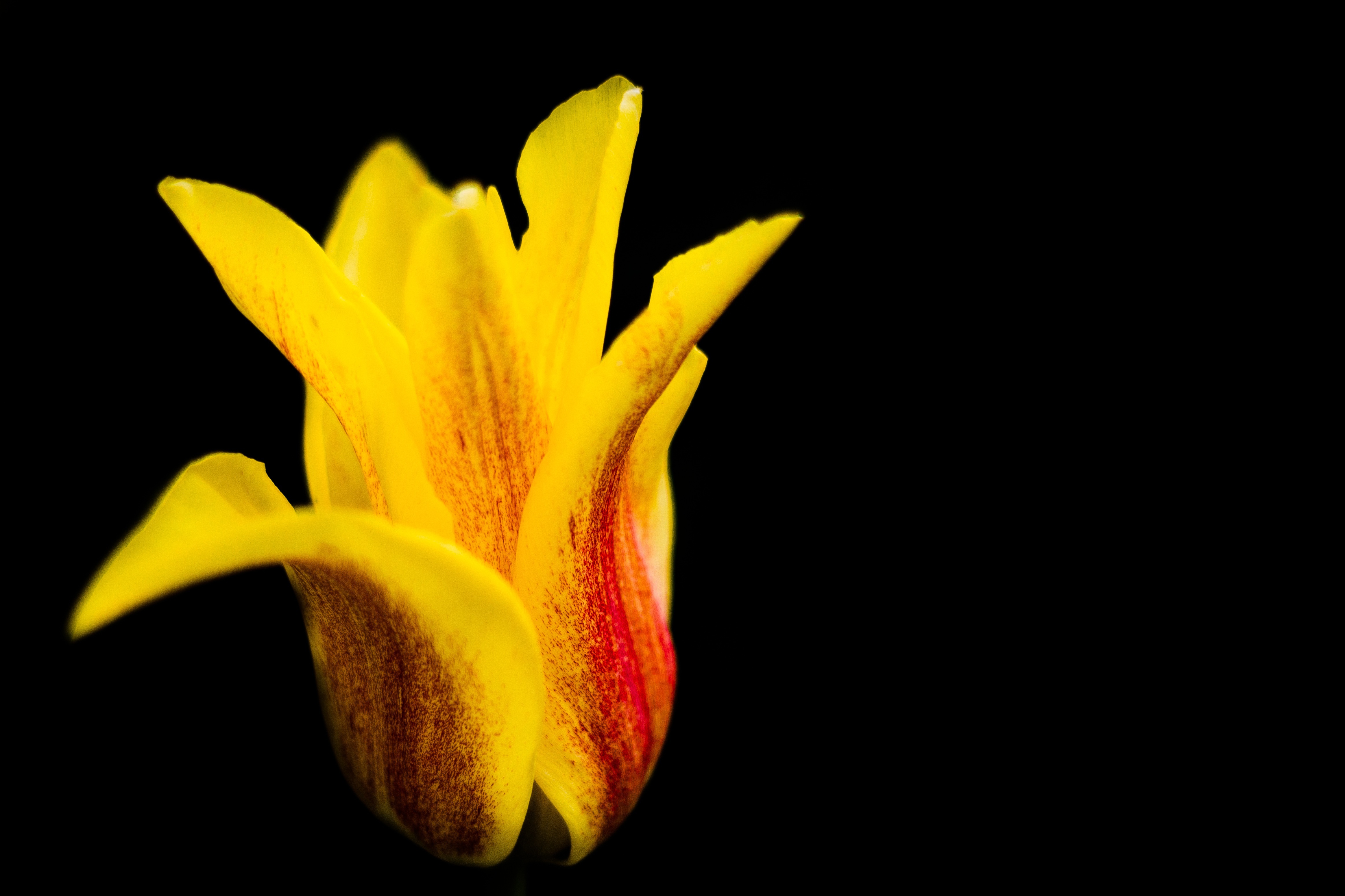 Laden Sie das Blumen, Knospe, Bud, Tulip, Blütenblätter, Tulpe, Blume-Bild kostenlos auf Ihren PC-Desktop herunter