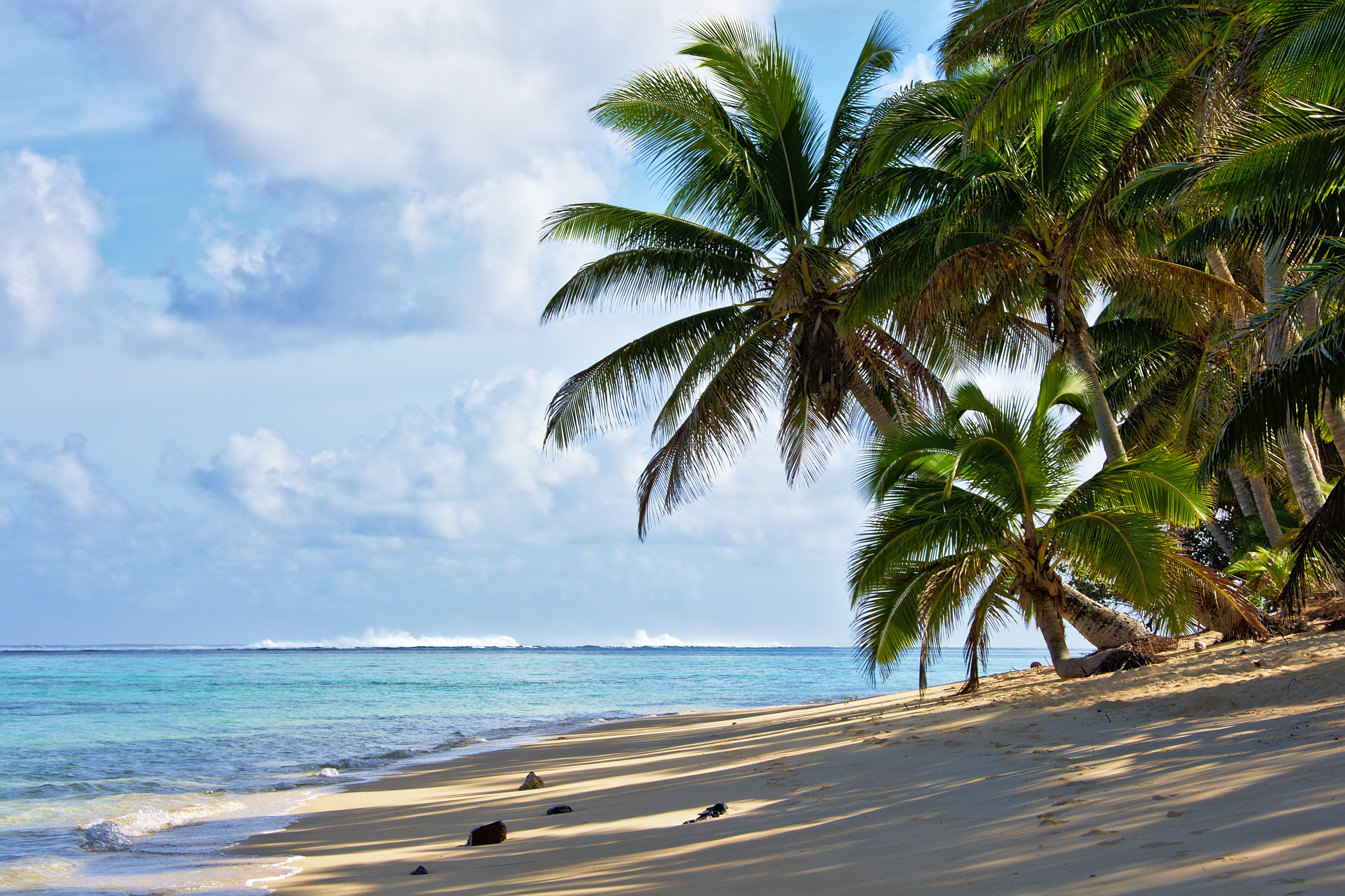 130976 Bild herunterladen palms, natur, sea, strand, küste - Hintergrundbilder und Bildschirmschoner kostenlos