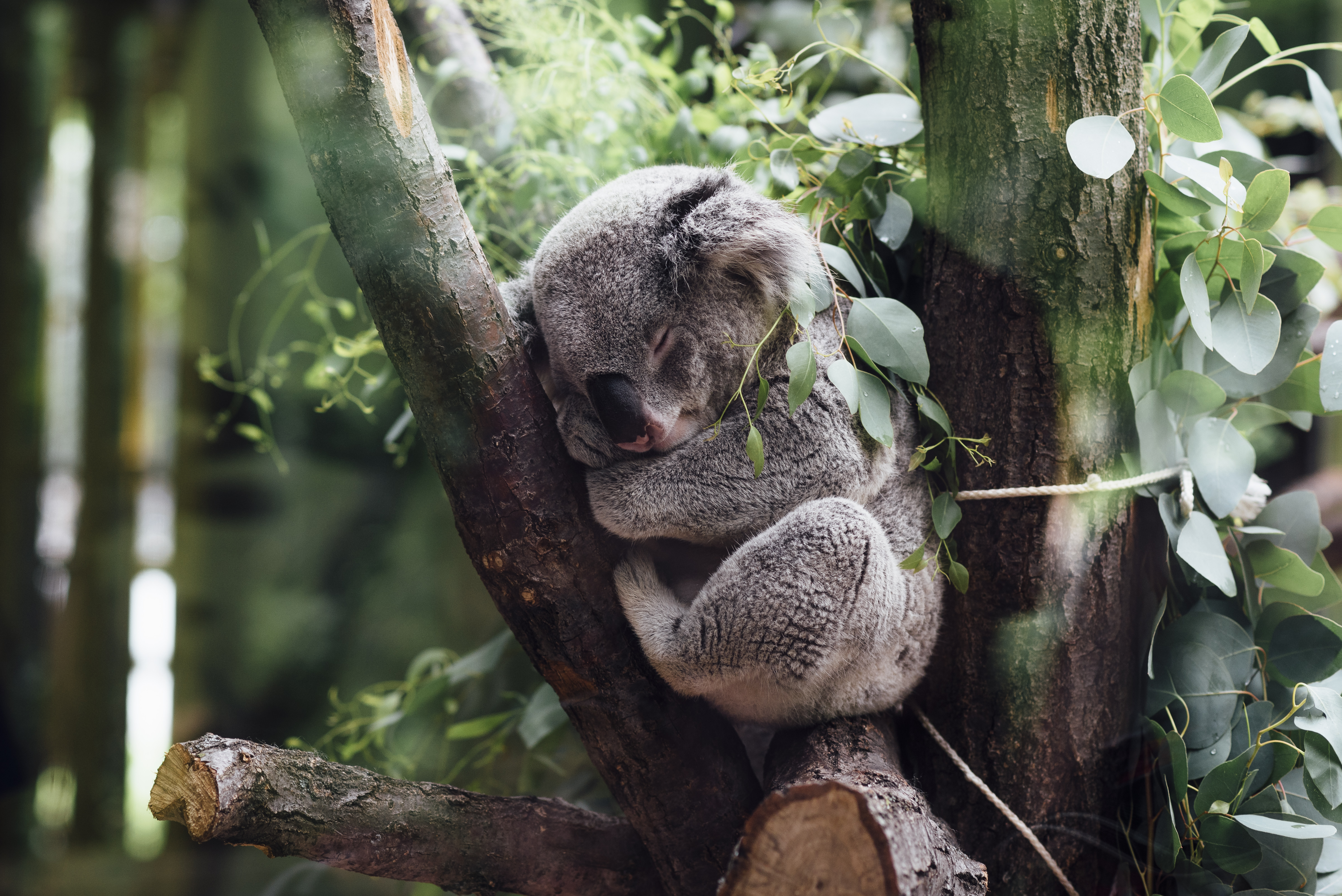 773260 Hintergrundbilder und Koala Bilder auf dem Desktop. Laden Sie  Bildschirmschoner kostenlos auf den PC herunter