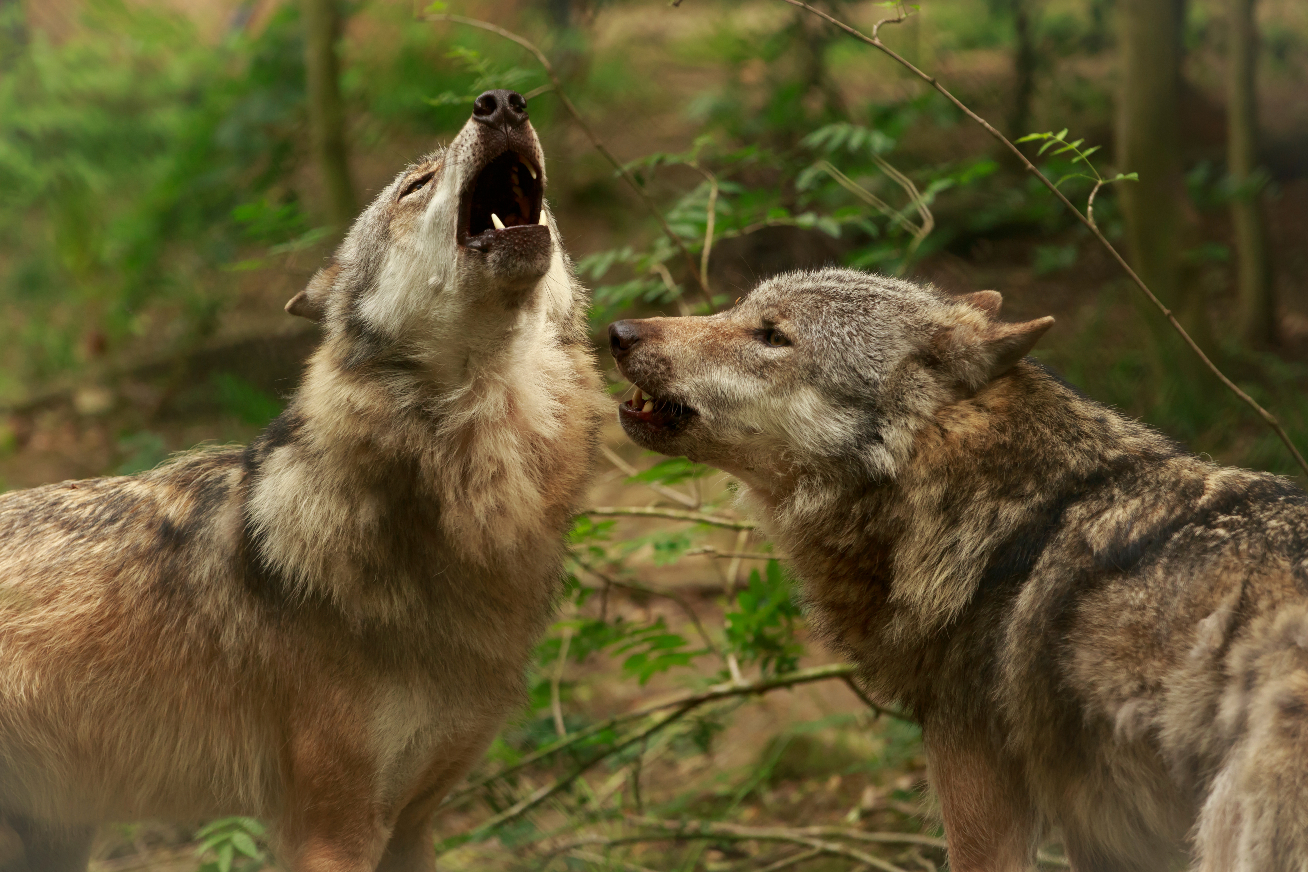 379923 baixar papel de parede animais, lobo, borrão, fechar se, uivando, lobos - protetores de tela e imagens gratuitamente