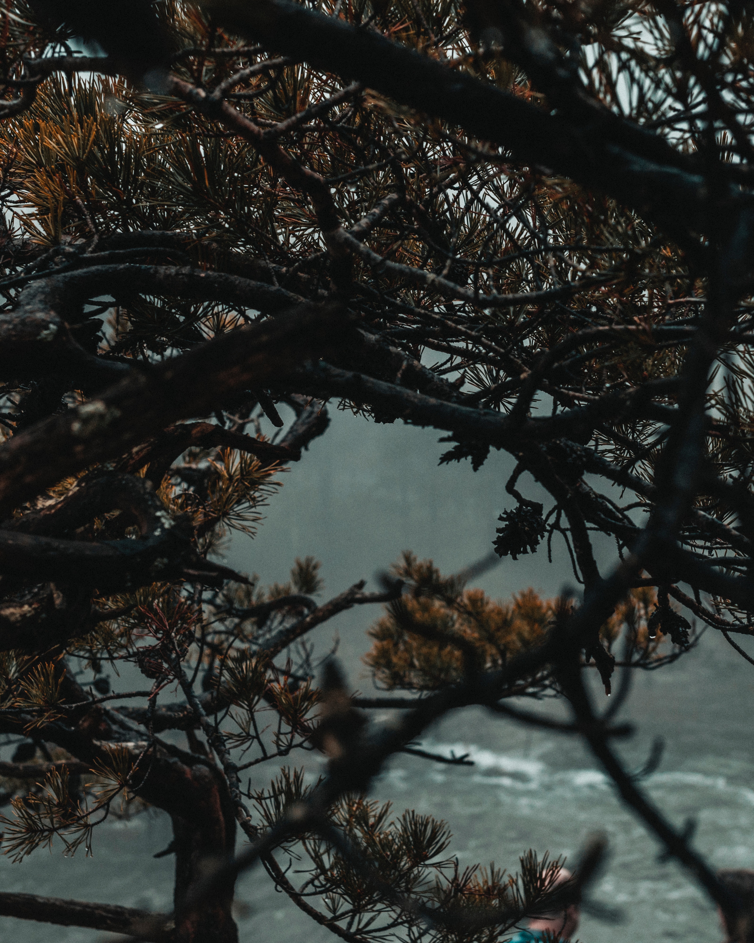 Download mobile wallpaper Needle, Wood, Tree, Branches, Fog, Nature for free.