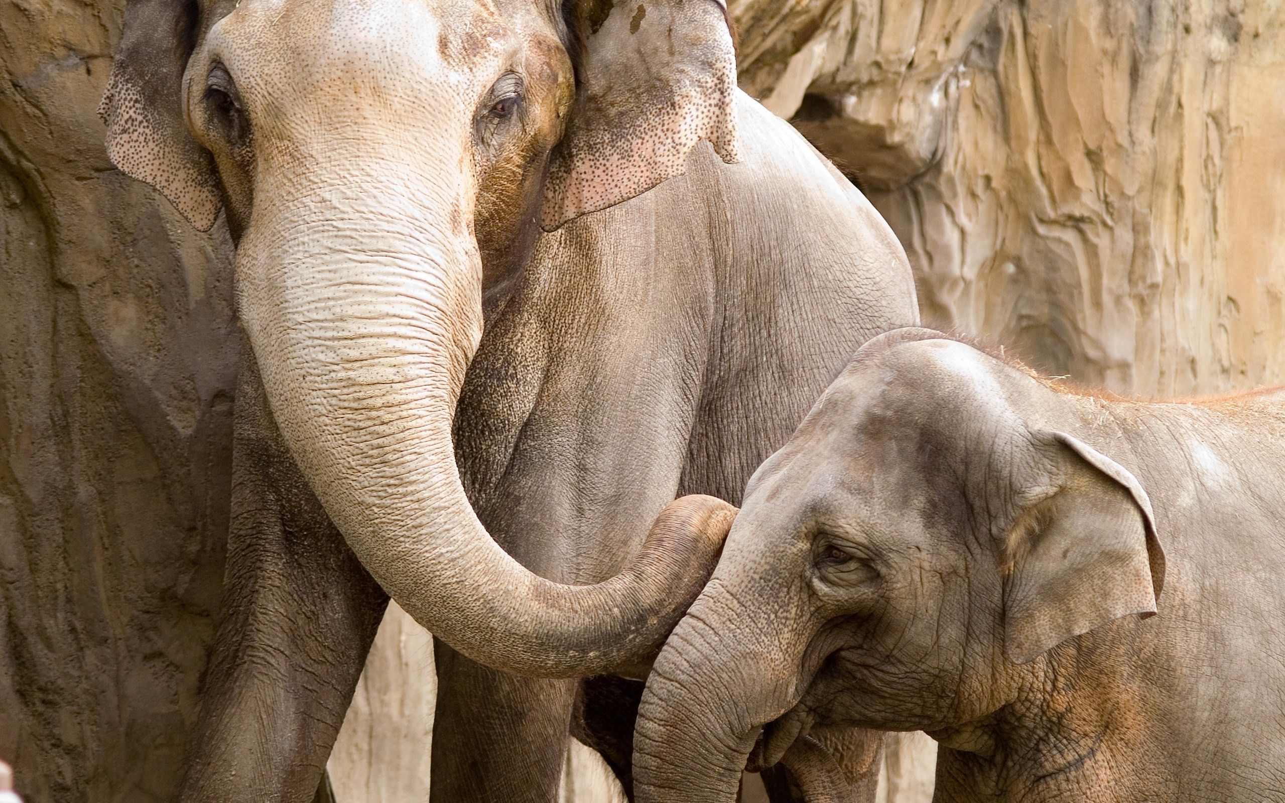 Handy-Wallpaper Elephants, Joey, Tiere, Familie, Die Familie, Junge, Paar kostenlos herunterladen.