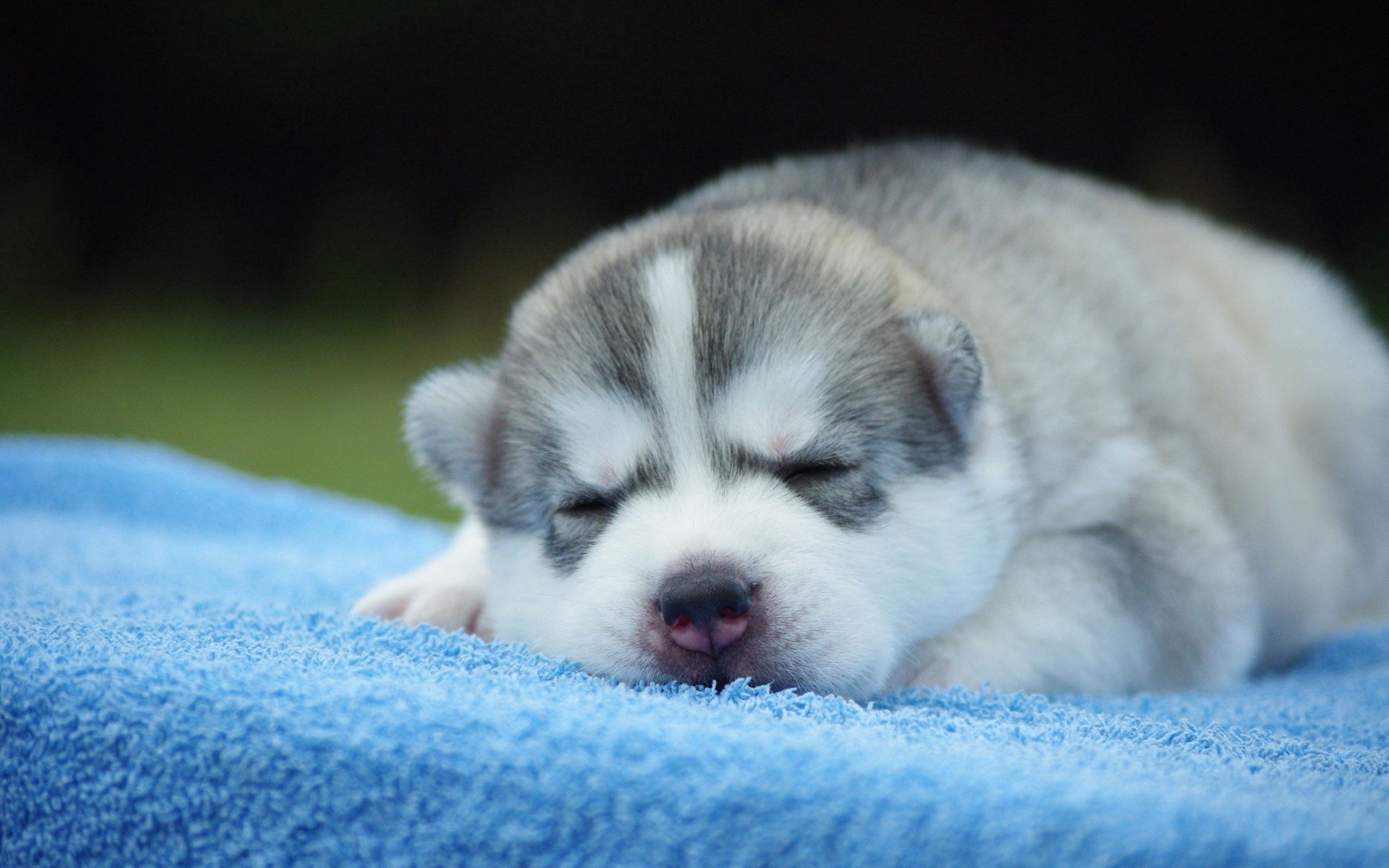 Download mobile wallpaper Muzzle, Sleep, Dream, Animals, Nice, Sweetheart, Puppy for free.