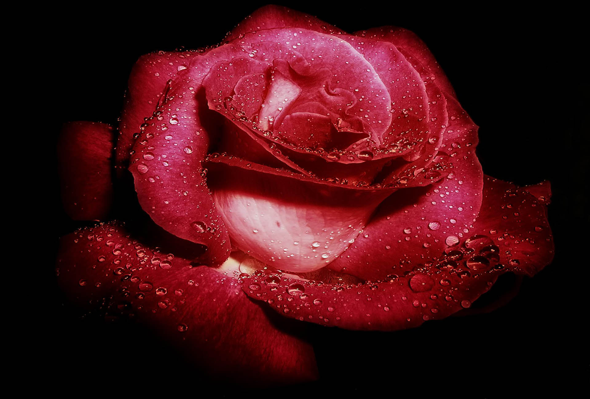 Download mobile wallpaper Water Drop, Red Rose, Flowers, Flower, Rose, Earth for free.