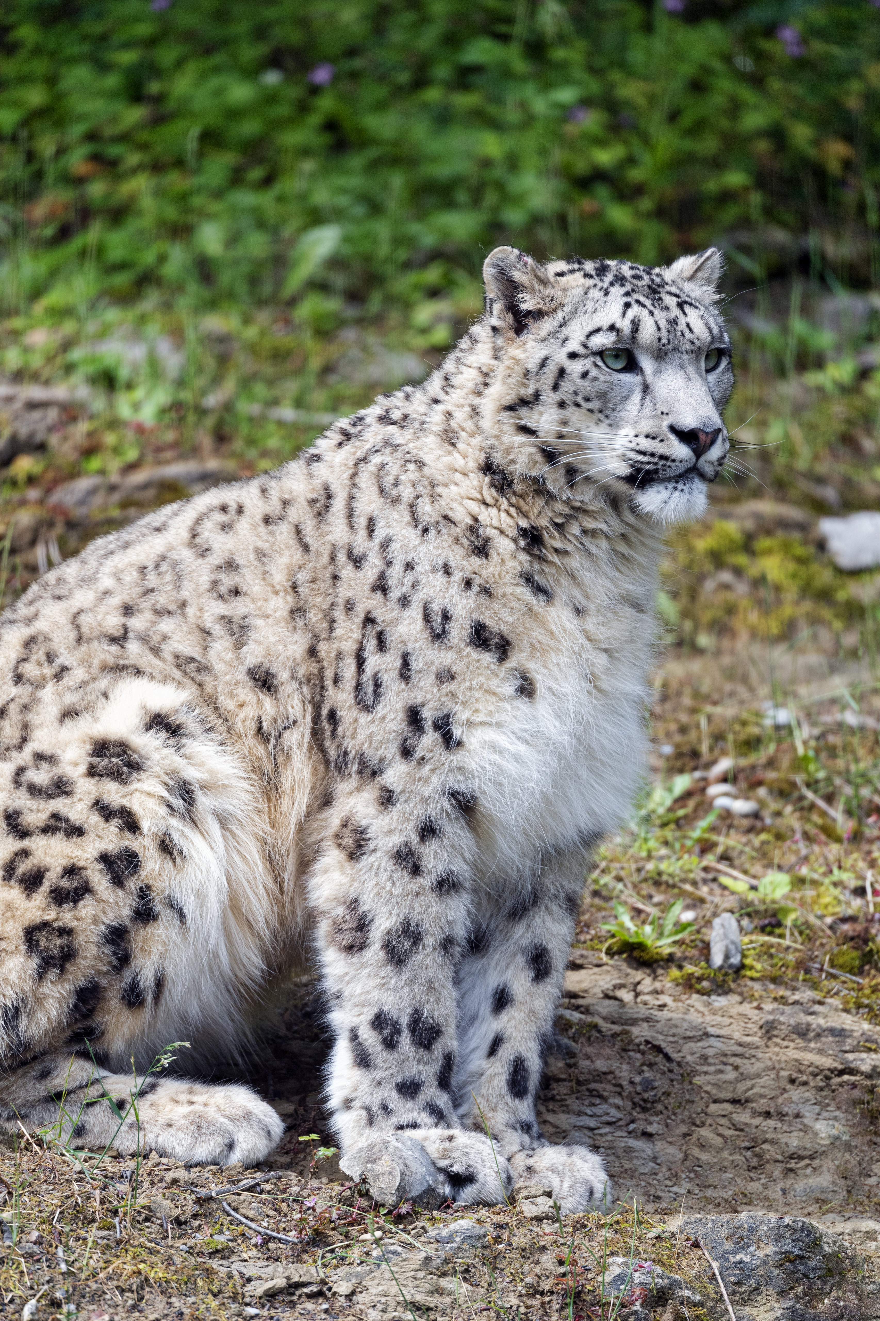 snow leopard, animals, grass, predator, big cat, stains, spots phone wallpaper