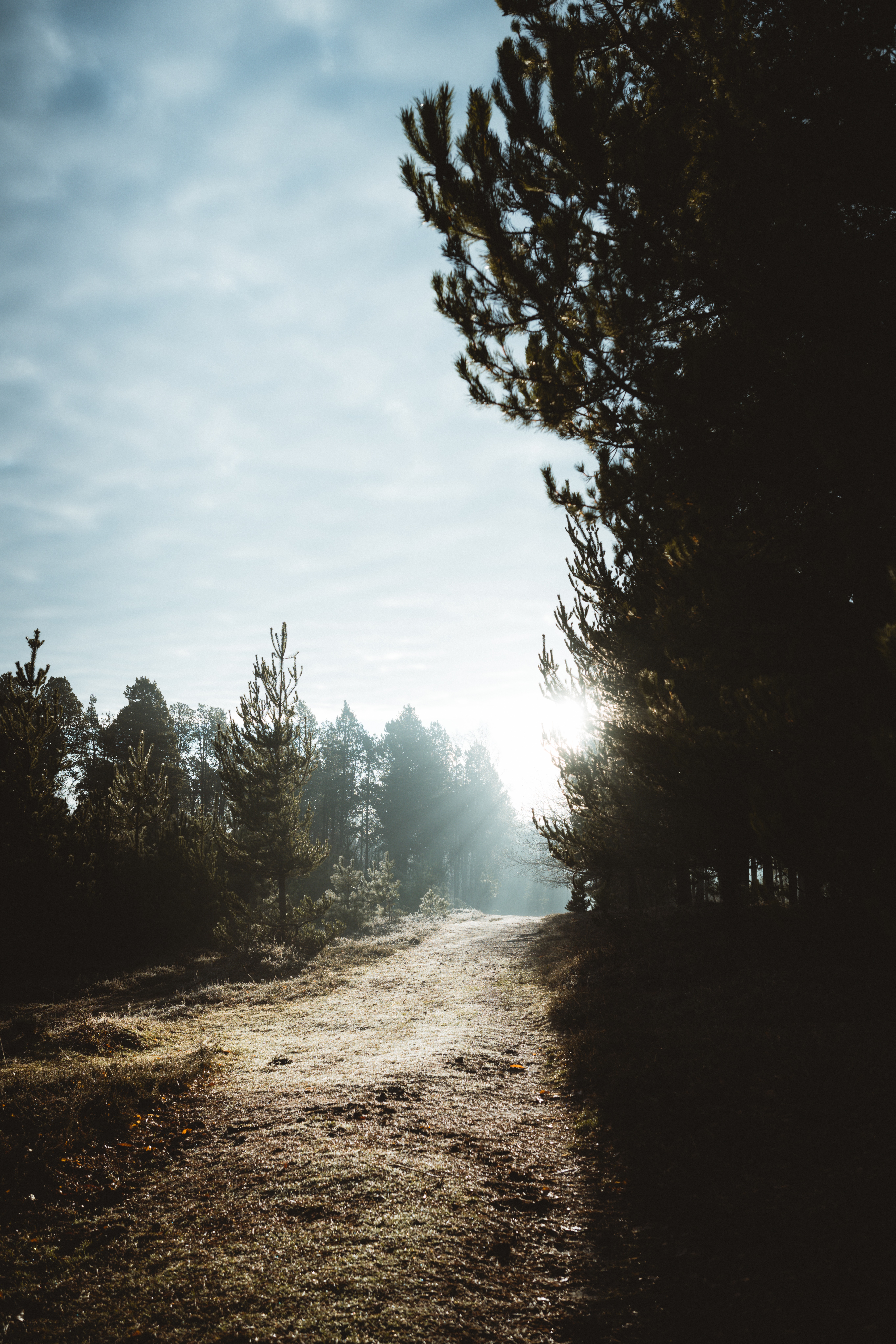 forest, nature, trees, sun, track wallpapers for tablet