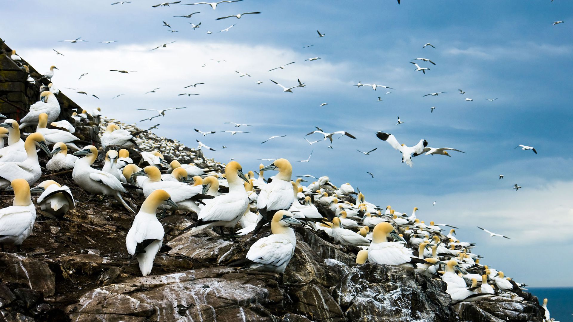 animal, northern gannet, bird, flock of birds, birds for android