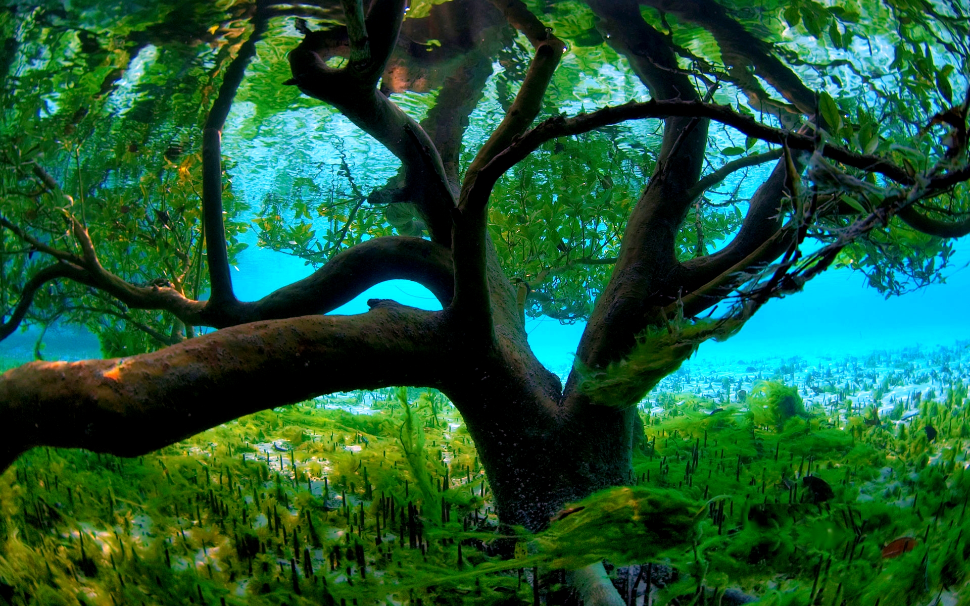 Подводное мангровое дерево