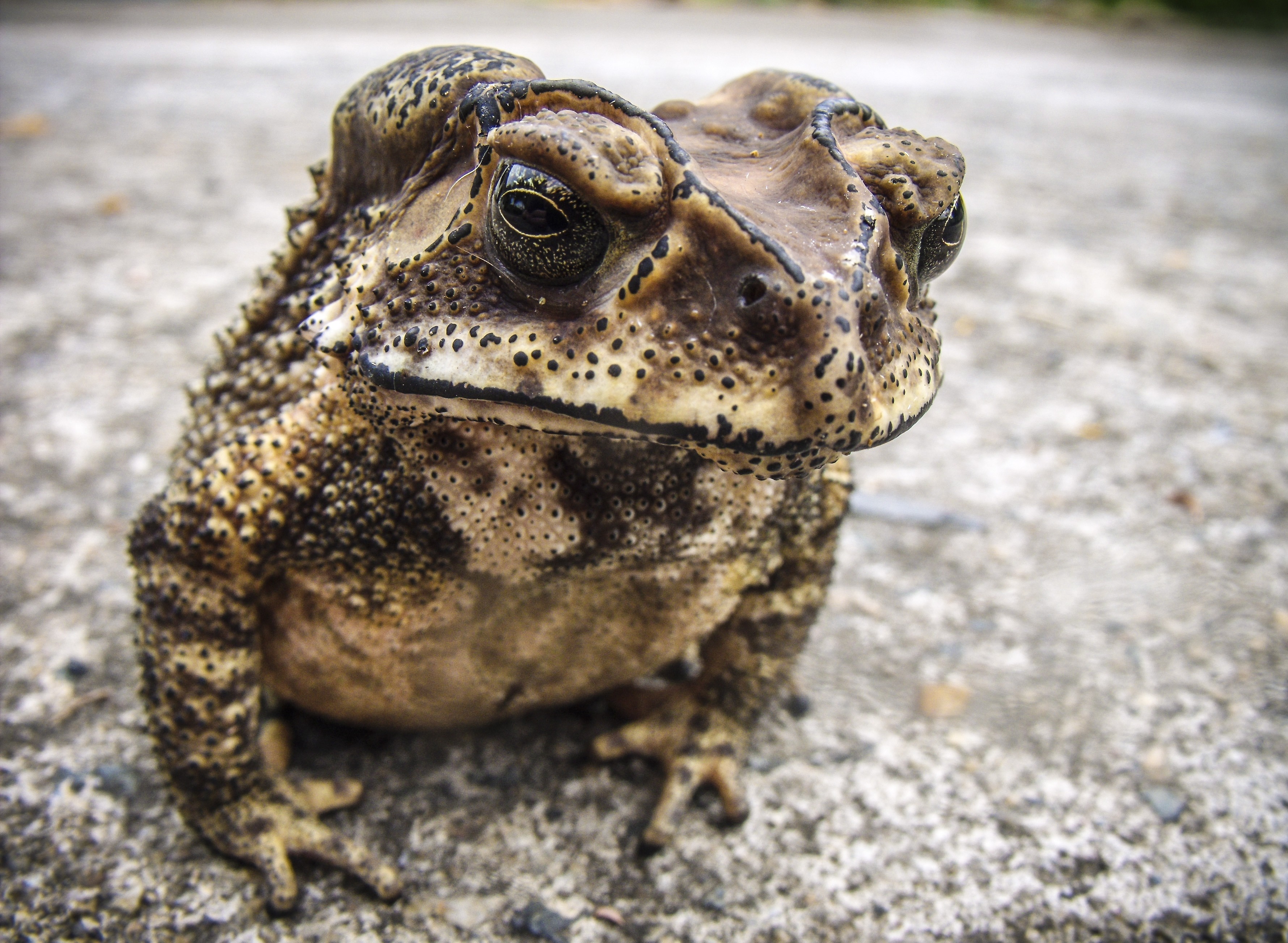 Жаба это. Жаба бородавчатая. Жаба sclerophrys Channingi. Toad toad 1971. Бородатая жаба.