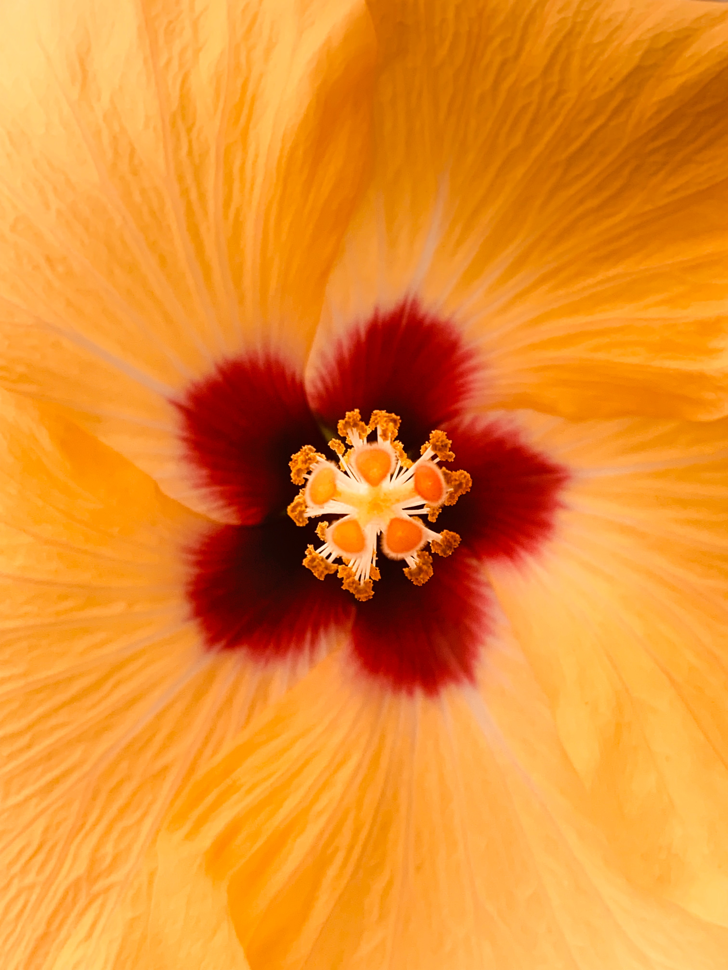 Download mobile wallpaper Macro, Close Up, Flower, Hibiscus for free.