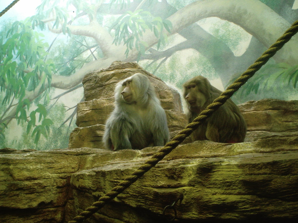 1516582 免費下載壁紙 动物, 猴子 屏保和圖片