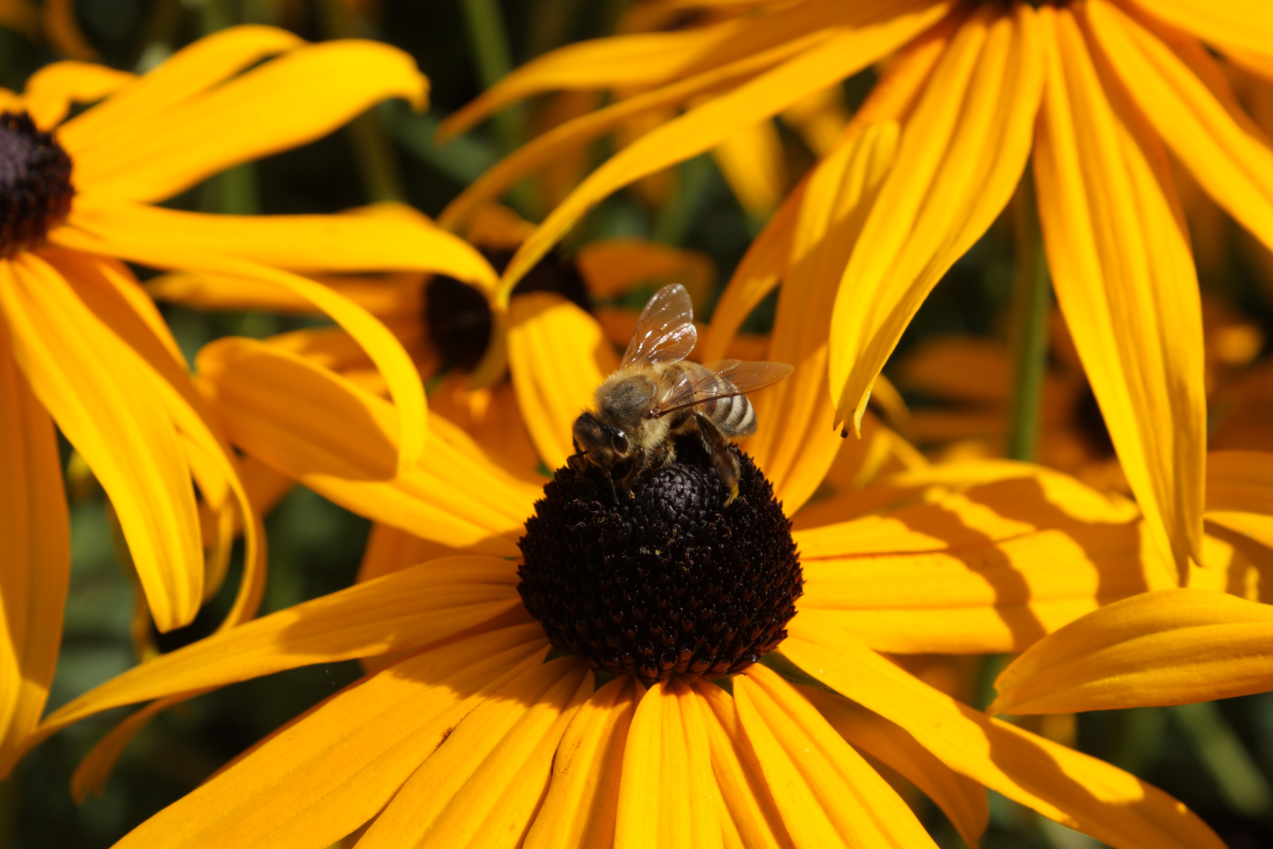 Laden Sie das Makro, Bestäubung, Echinacea, Blume, Biene-Bild kostenlos auf Ihren PC-Desktop herunter
