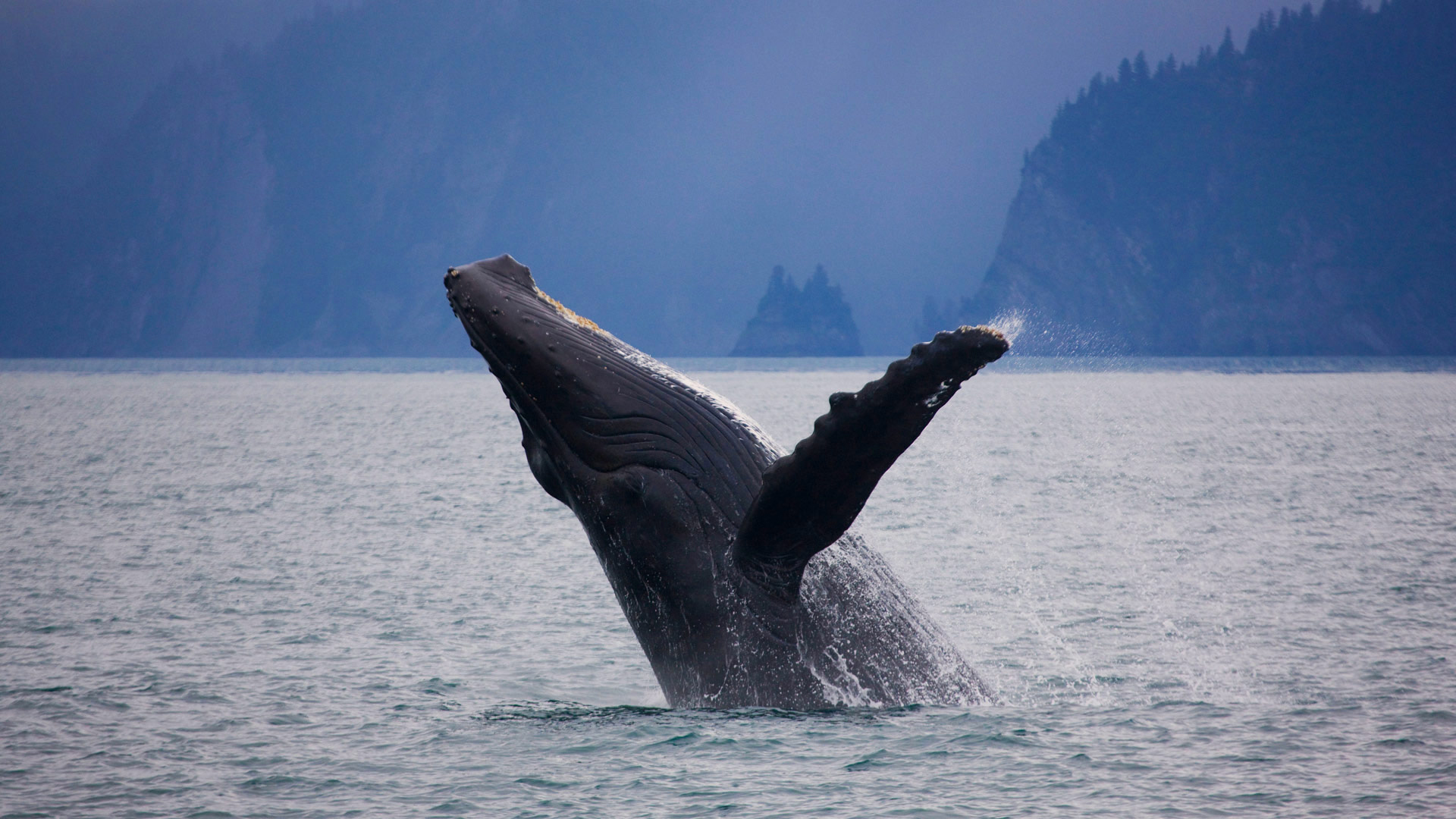 761650 скачать обои киты, животные, горбатый кит, нарушение - заставки и картинки бесплатно
