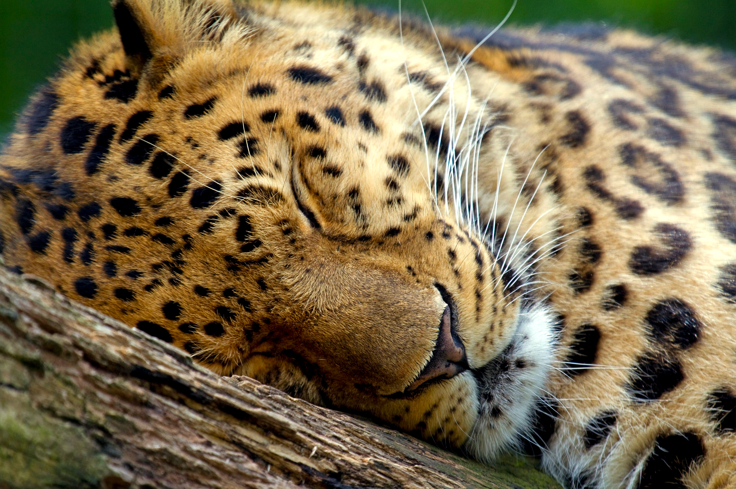 198620 Bild herunterladen tiere, jaguar, katzen - Hintergrundbilder und Bildschirmschoner kostenlos