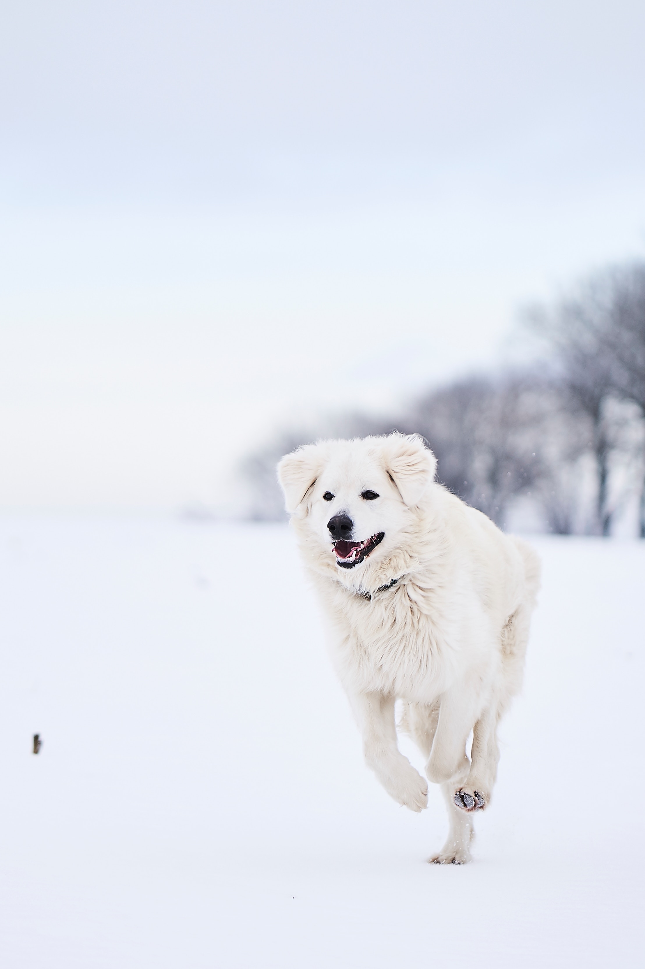 134024壁紙のダウンロード動物, 雪, 犬, 白い, 実行, ランニング, ピレネーの山犬, イベリアマウンテンドッグ, グレートピレニーズ, グレートピレウス-スクリーンセーバーと写真を無料で