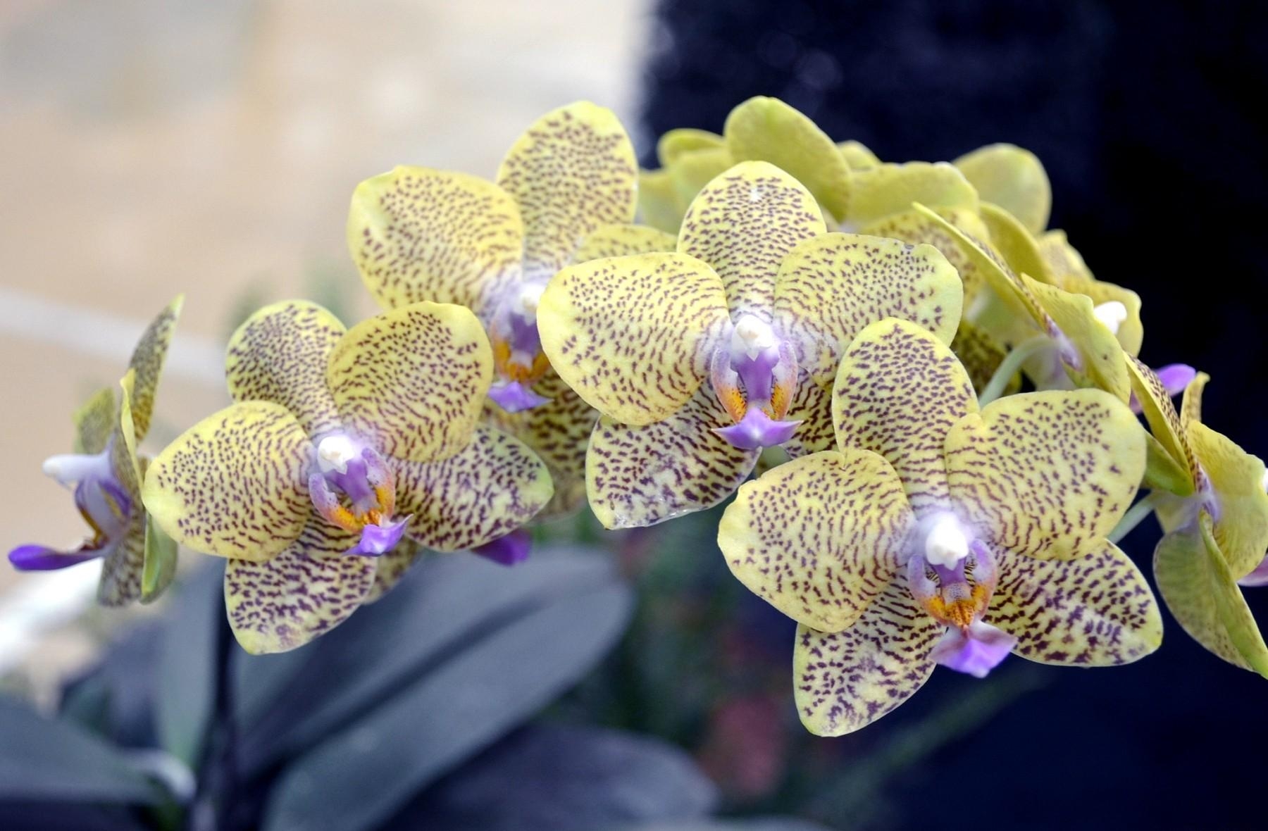 121490 Hintergrundbild herunterladen orchid, blumen, blume, gefleckt, fleckig, ast, zweig, orchidee, exotisch, exoten - Bildschirmschoner und Bilder kostenlos