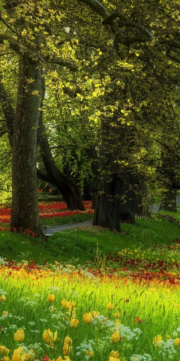 Скач беспл. Поляна с цветами. Лесная Поляна с цветами. Красивая Полянка. Поляна с деревьями.