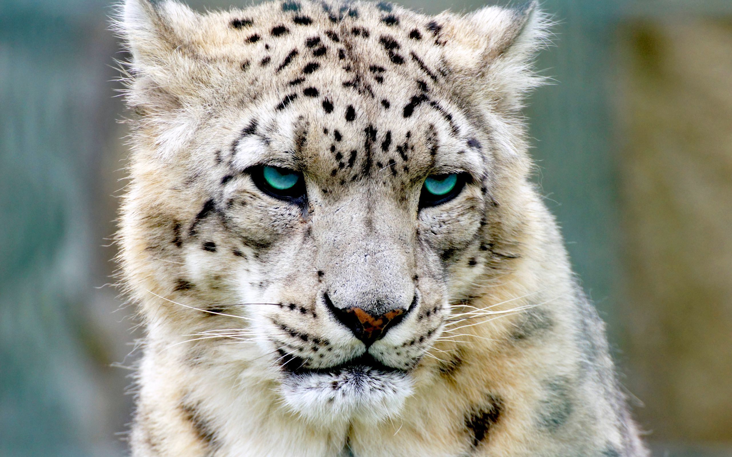 snow leopard, animals Phone Background