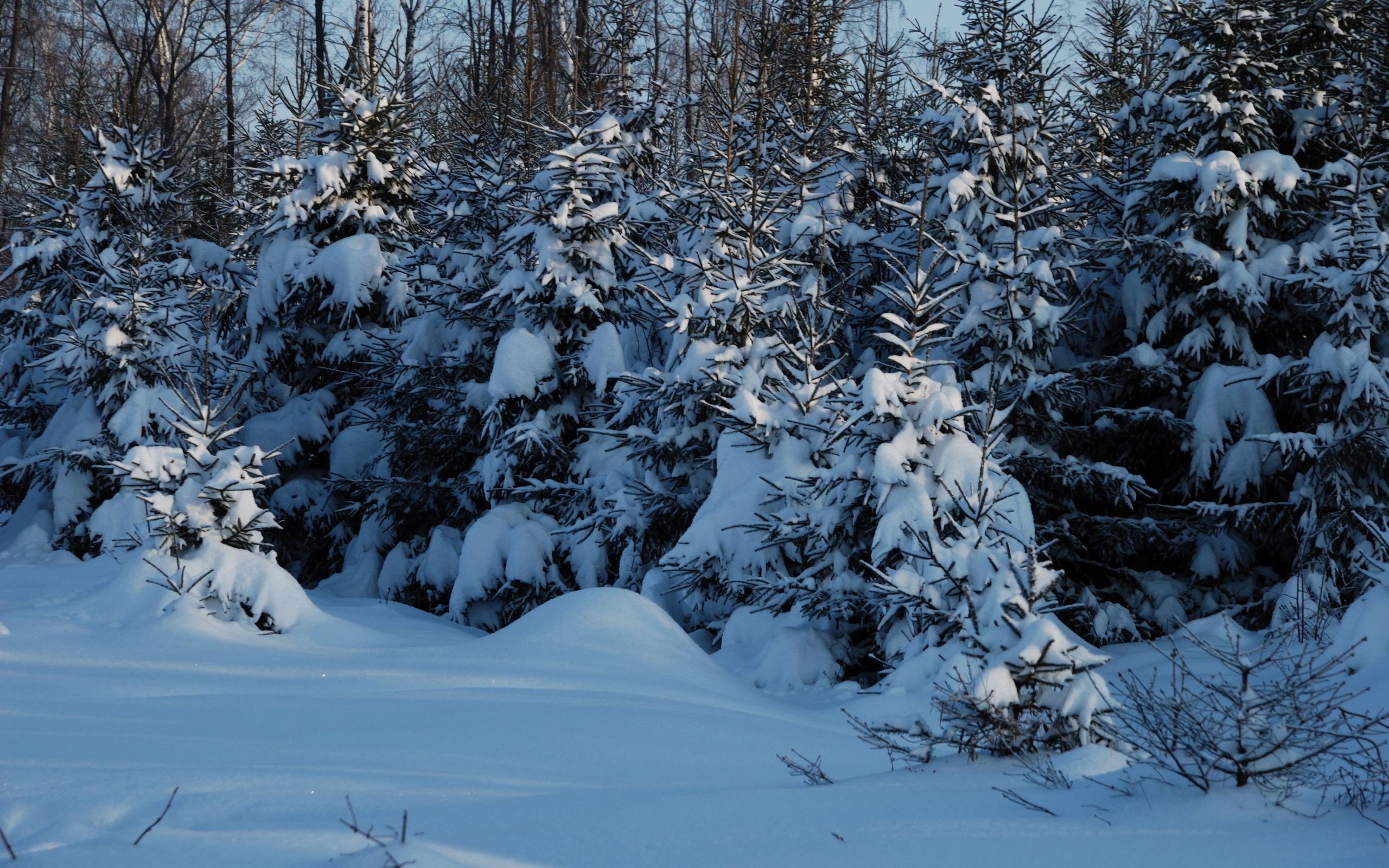 Елочки под снегом. Зима в лесу. Зимой в лесу. Лес в снегу. Снежная Поляна в лесу.