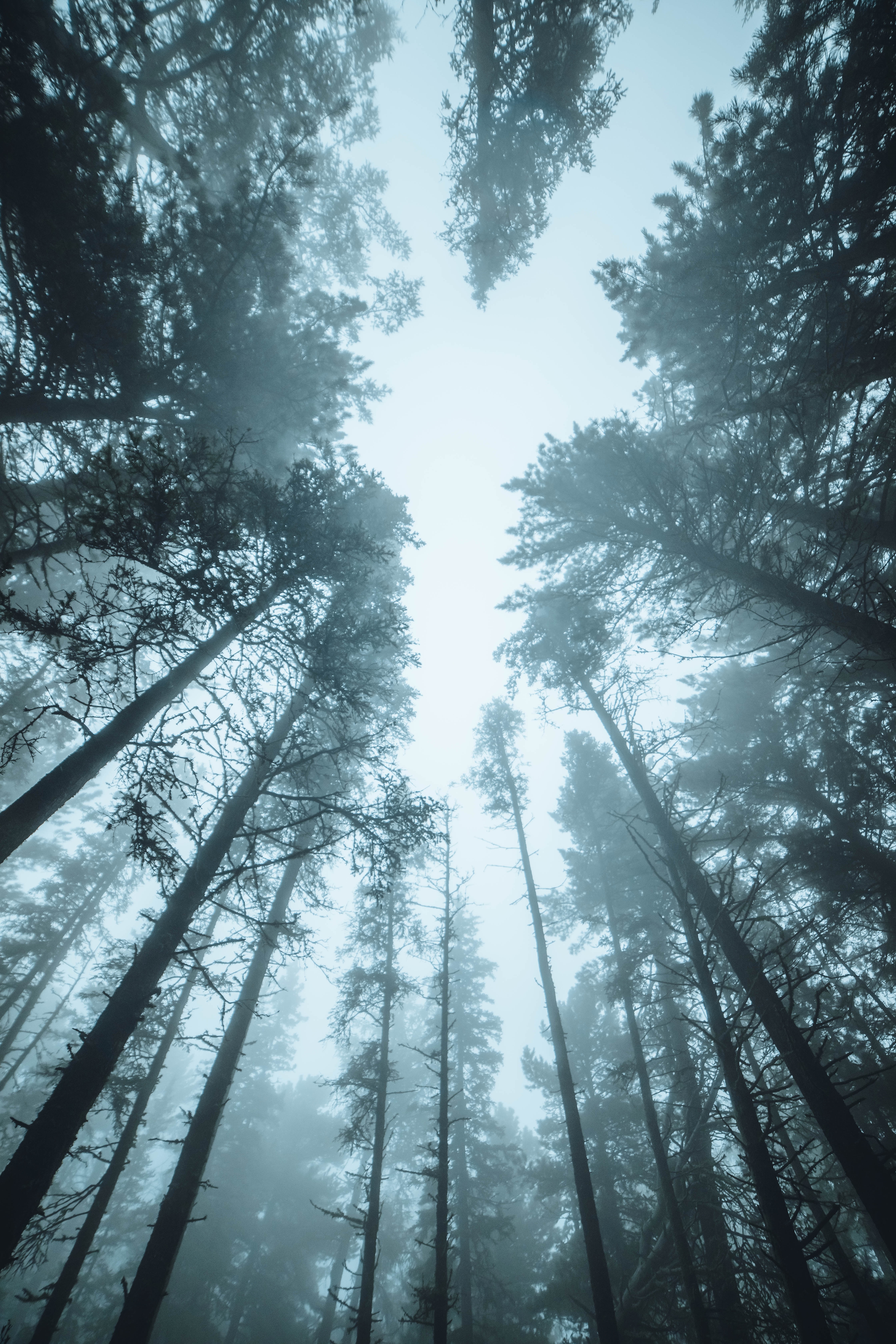 Скачать картинку Верхушки, Деревья, Туман, Лес, Сосны, Природа в телефон бесплатно.