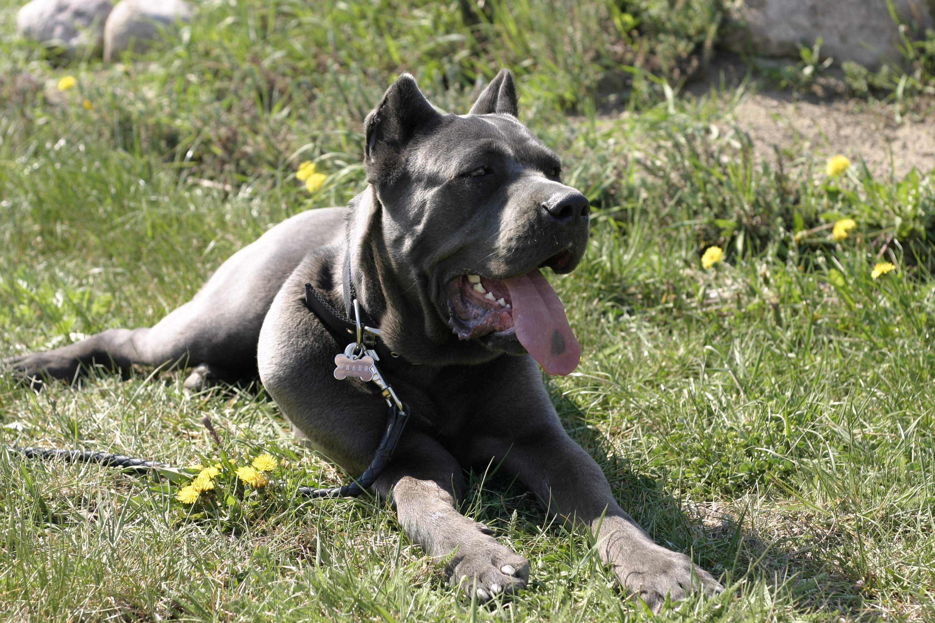 animals, flowers, grass, lie, to lie down, dog, leash, relaxation, rest, cane corso, kane corso phone background