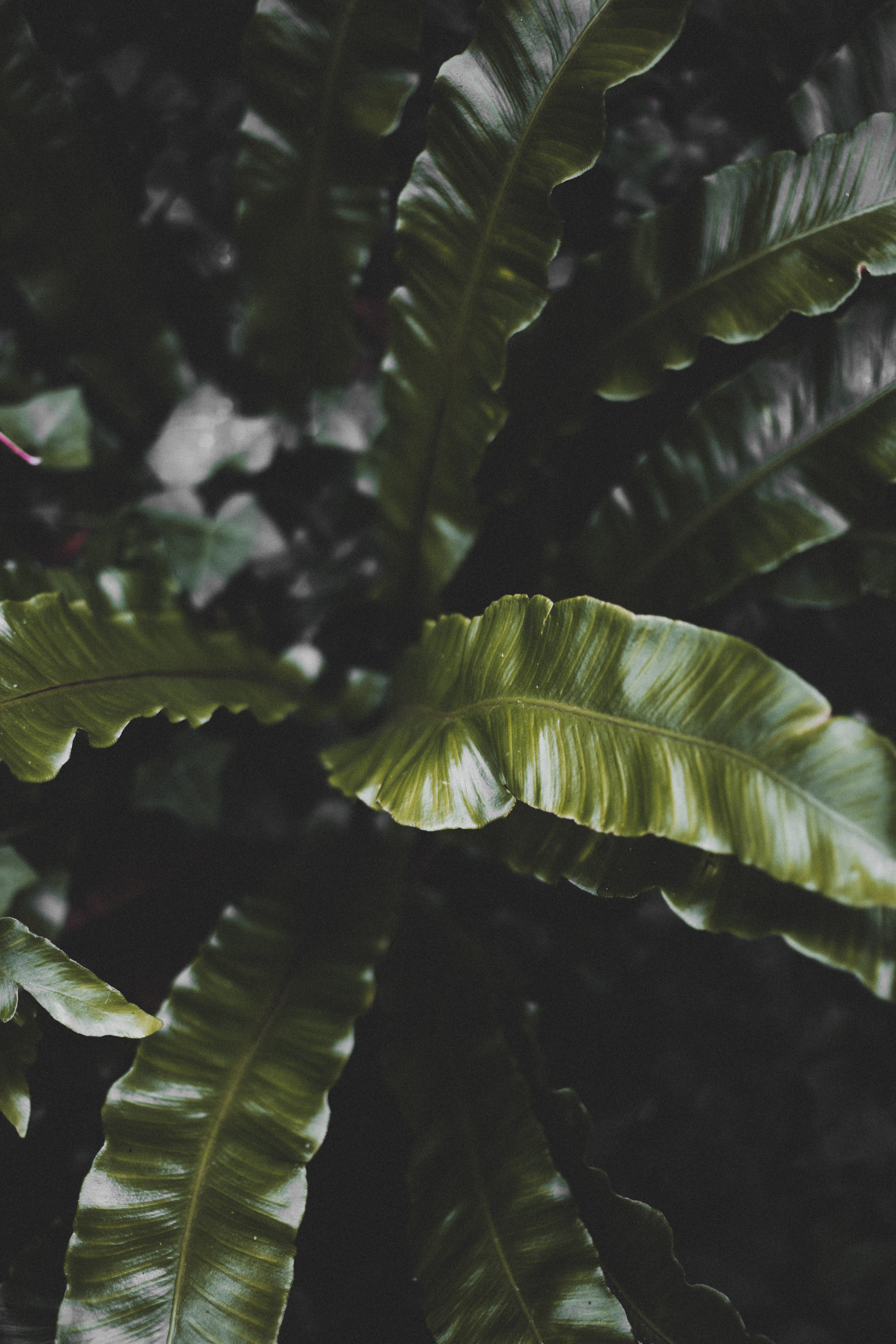 Free download wallpaper Nature, Plant, Tropical, Leaves, Dark on your PC desktop