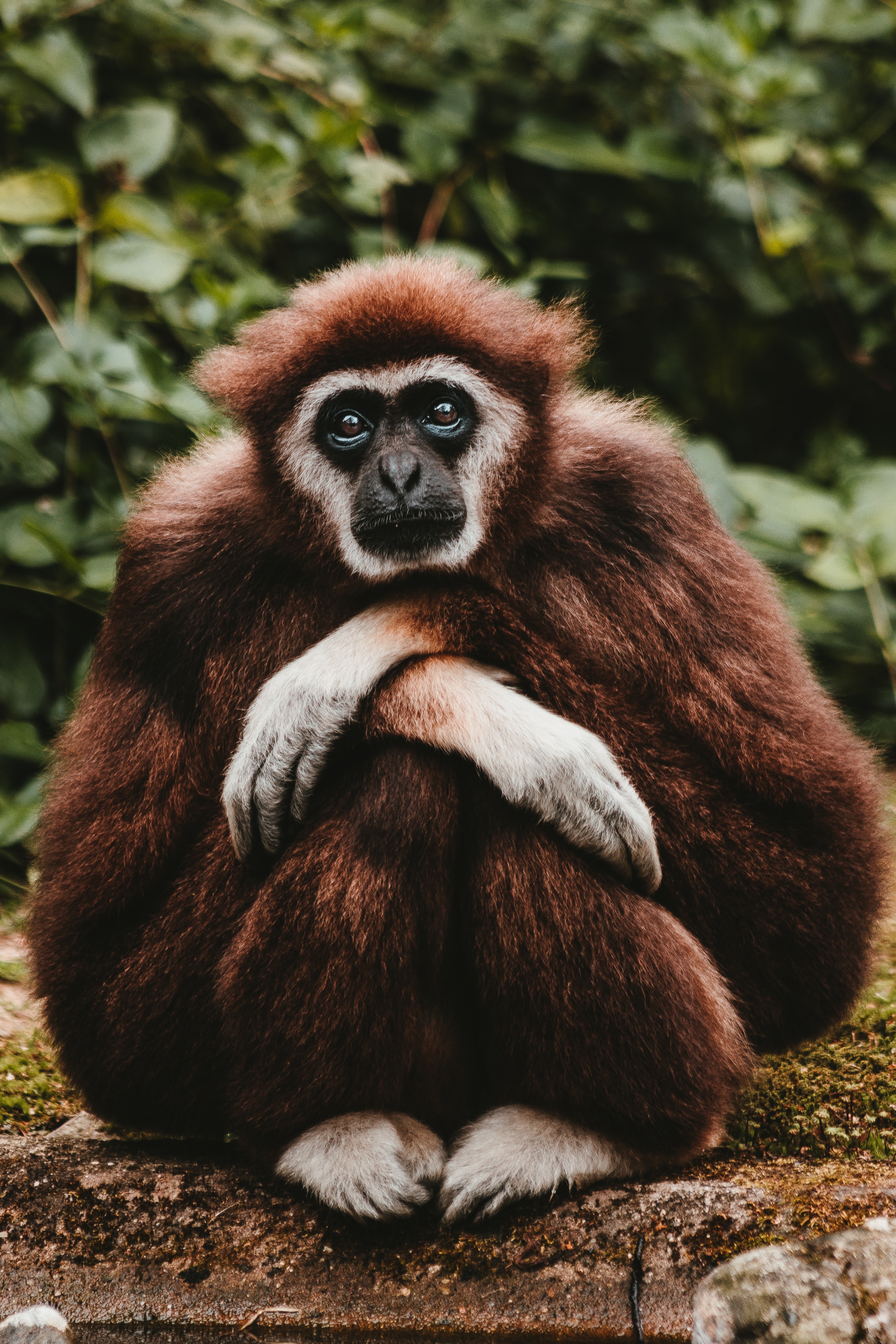animals, nice, sweetheart, is sitting, sits, pensive, gibbon