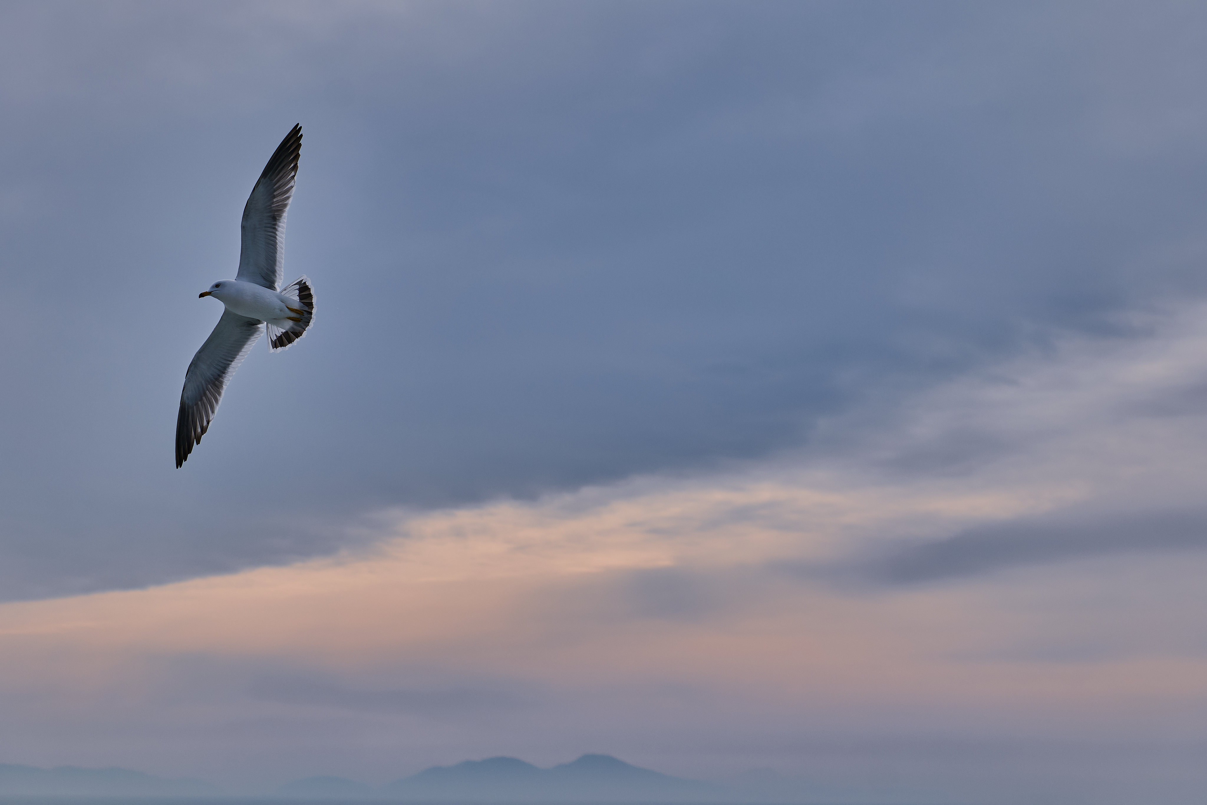 animals, sky, bird, flight, gull, seagull, wings Free Stock Photo