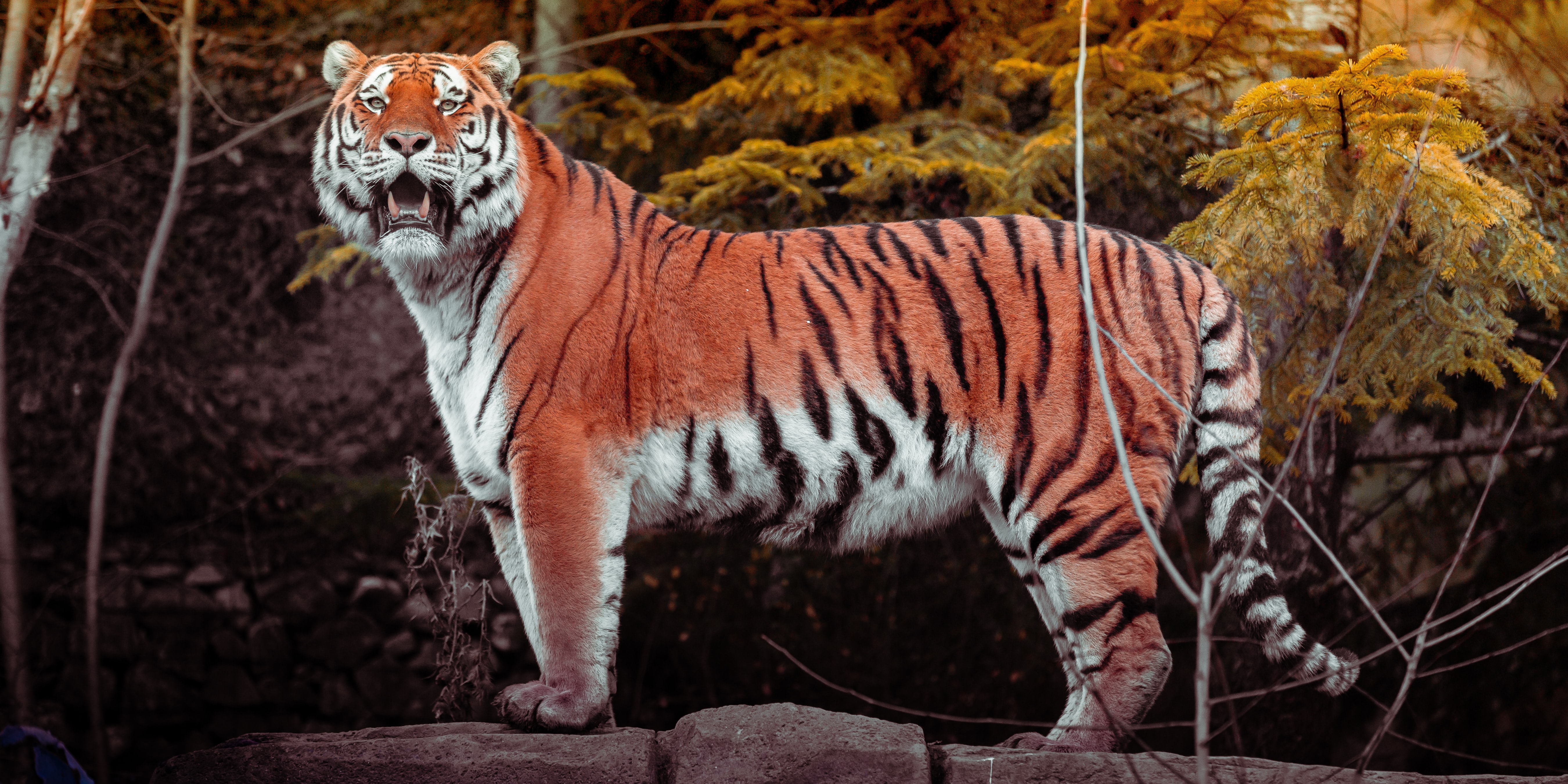 Download mobile wallpaper Animals, Predator, Big Cat, Wild, Animal, Tiger, Brown for free.