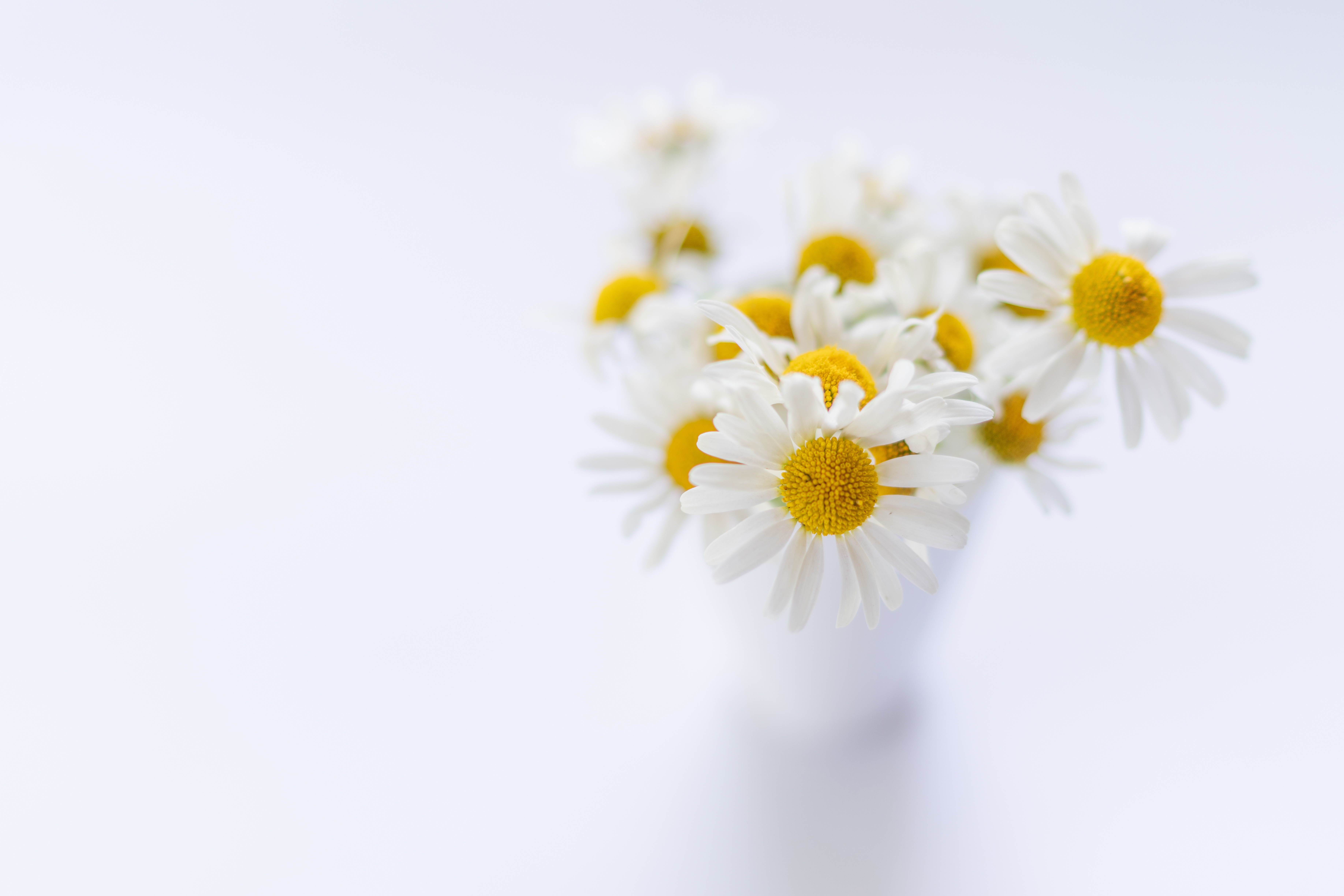 Download mobile wallpaper Flower, Bouquet, Chamomile, Man Made for free.