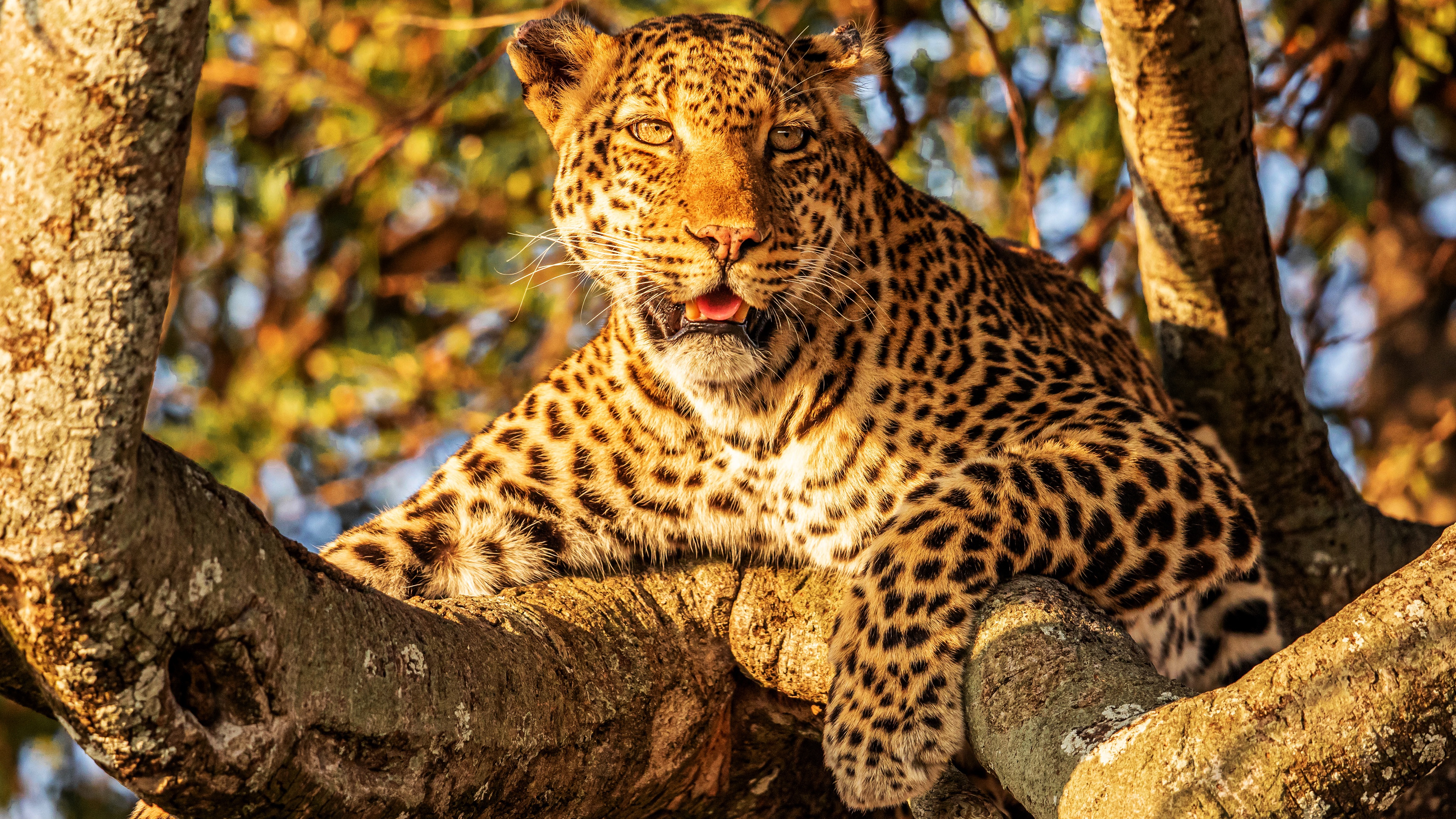 animal, leopard, trunk, cats Full HD