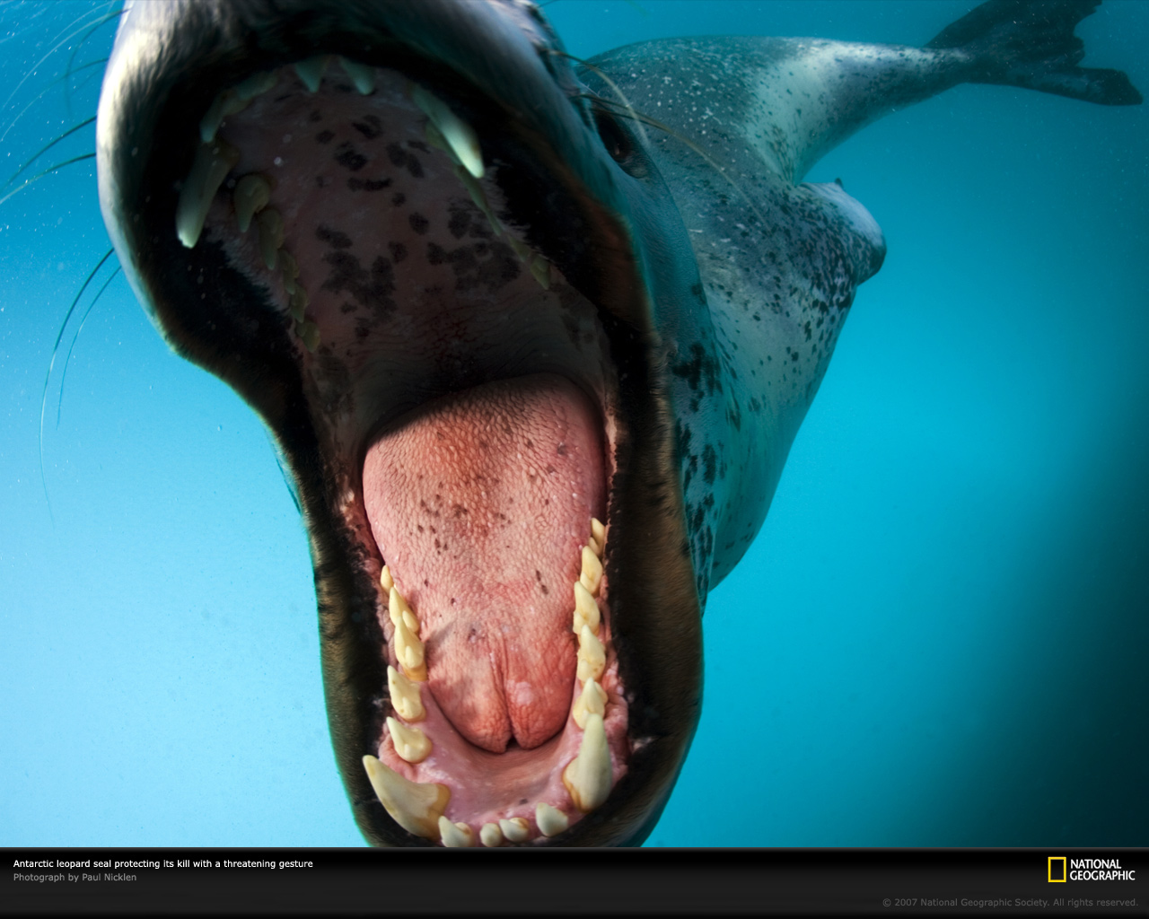 1479889 télécharger l'image animaux, léopard de mer, sceller - fonds d'écran et économiseurs d'écran gratuits