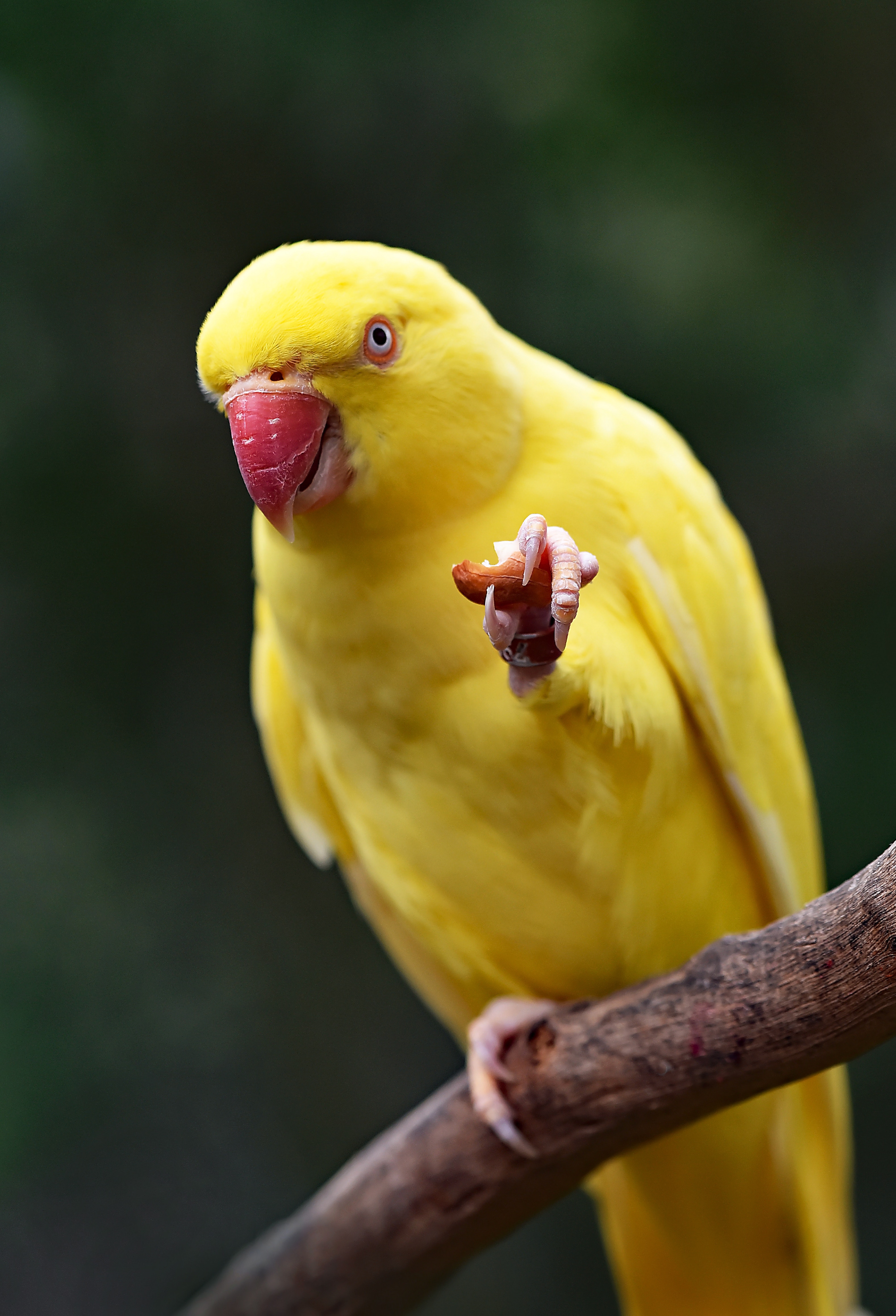 parrots, yellow, bird, animals, beak